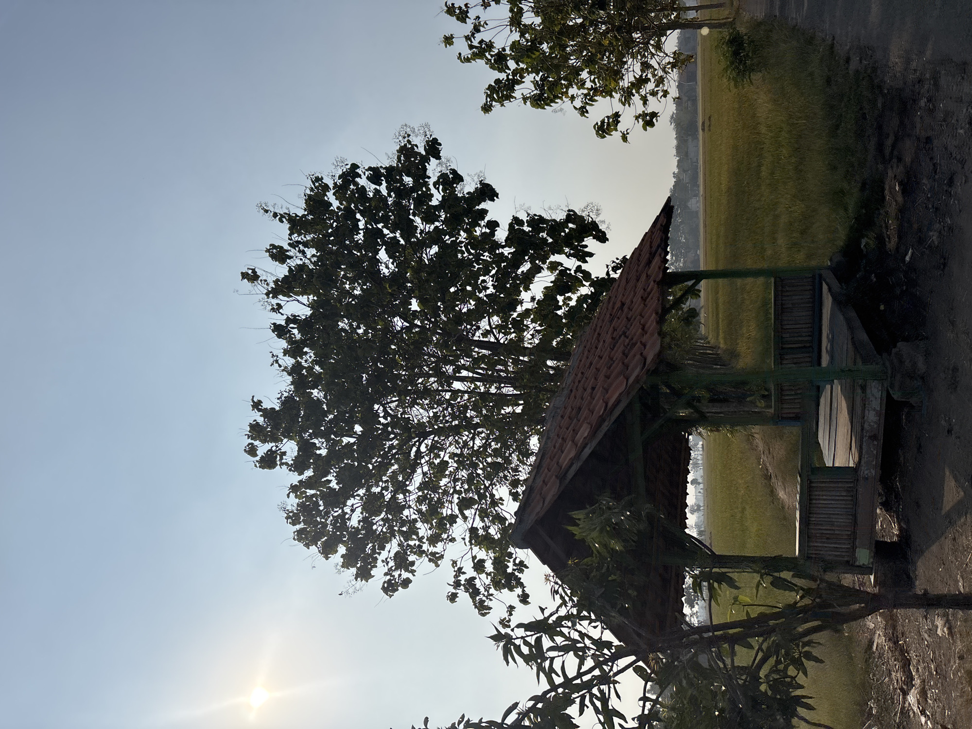 This image depicts a small, open-sided wooden shelter with a tiled roof, possibly a gazebo or rest stop, situated in a rural landscape. The shelter has a bamboo-like paneling on its sides and a wooden floor. It is surrounded by vegetation, including a leafy tree to the left and a larger tree with dense foliage behind it. In the background, a vast field of what appears to be rice paddies stretches towards a distant tree line and a hazy sky. The sun is visible in the upper left corner, casting a bright light and creating a lens flare. The ground in the foreground is a mix of dirt and debris. The overall scene suggests a serene, agricultural setting. While the location is identified as Salawana, Indonesia, there are no people or specific indicators of urban life present.