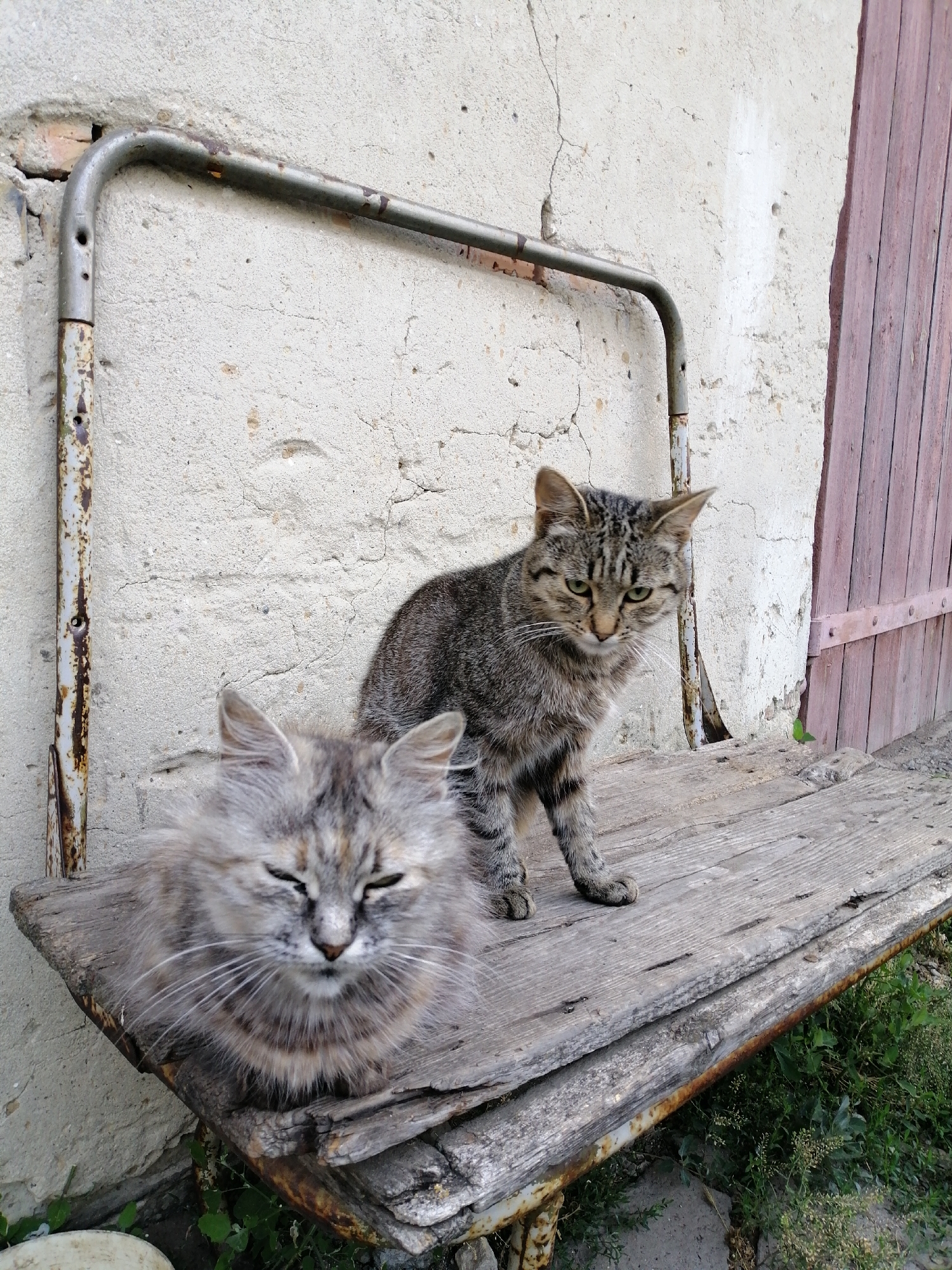 Two cats are positioned on a rustic wooden bench in front of a weathered concrete wall. The cat on the left, a long-haired tabby, is lying down with its eyes mostly closed, facing the camera. The cat on the right, a shorter-haired tabby, is sitting upright, looking forward with alert eyes. The bench appears to be constructed from old, rough-hewn wooden planks supported by a rusty metal frame. Behind the bench, the wall is textured and cracked, with a section of wooden door visible on the right. Green vegetation is growing around the base of the bench and wall. The scene suggests an outdoor setting, potentially in a yard or alleyway.