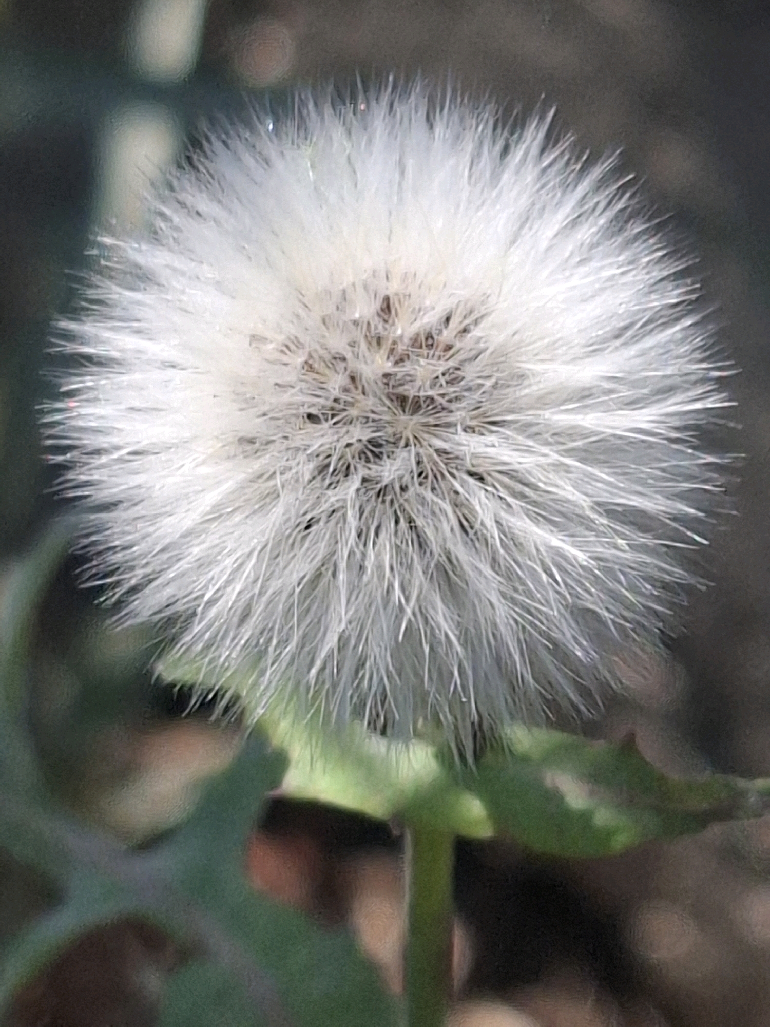 The image shows a close-up of a dandelion seed head, also known as a puffball or clock. The seed head is spherical and white, with numerous feathery pappus hairs radiating outwards. The background is blurred, suggesting a shallow depth of field, and appears to be an outdoor environment with muted green and brown tones. There are hints of green leaves at the bottom of the frame, supporting the identification as a plant. The lighting is soft, and there are some subtle reflections on the pappus hairs. No specific location in Almaty, Kazakhstan, can be determined from the image.