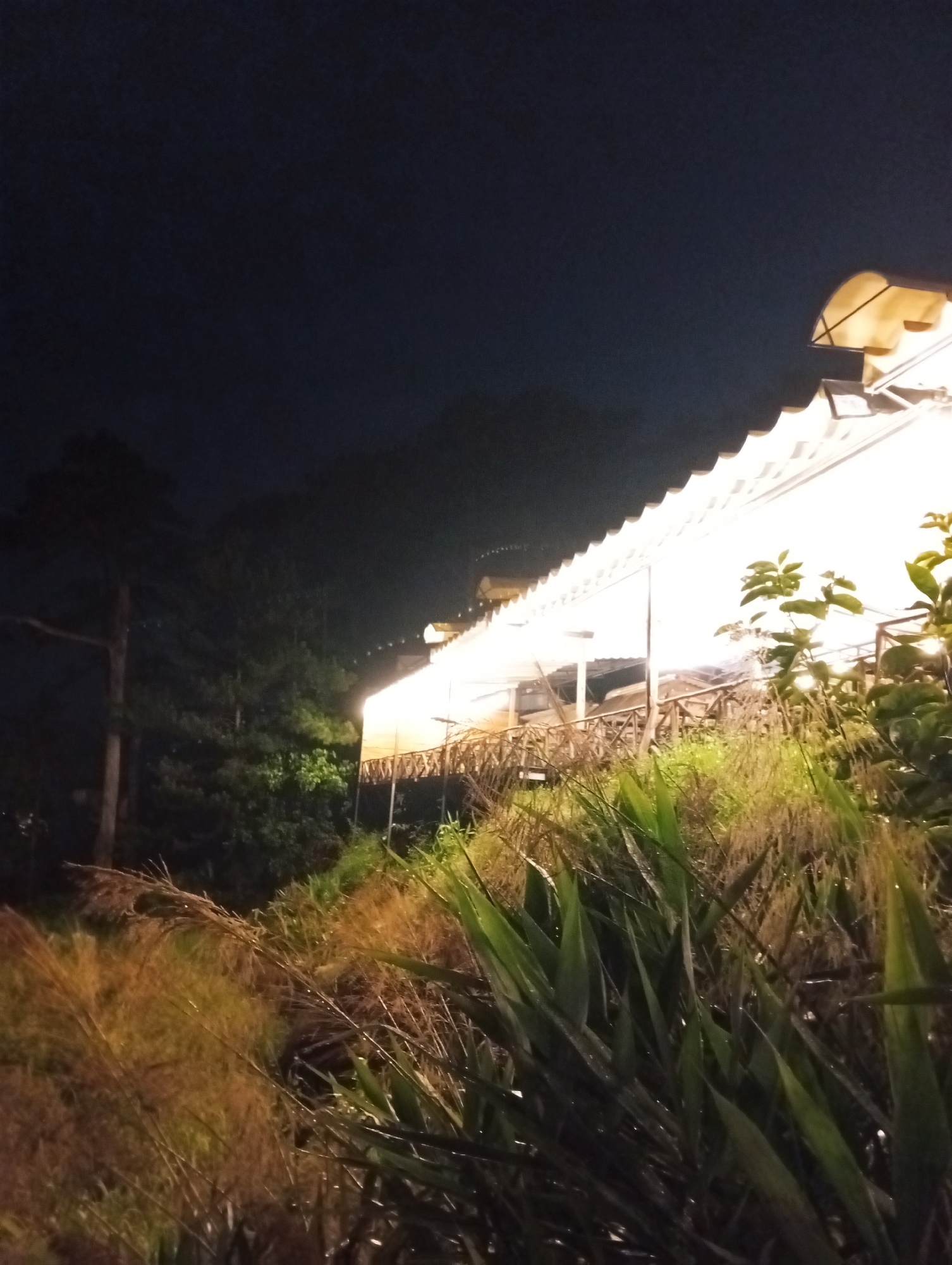 The image depicts an outdoor scene at night, likely in a hilly area. A structure with a brightly illuminated corrugated roof is prominent in the upper right. A wooden railing is visible along the side of the structure. Vegetation, including grasses and larger leafy plants, occupies the foreground, with some plants appearing wet, possibly from rain or dew. Trees are visible in the background on the left side. The upper portion of the image is mostly dark, suggesting a night sky. The location is probably Da Lat, Vietnam.
