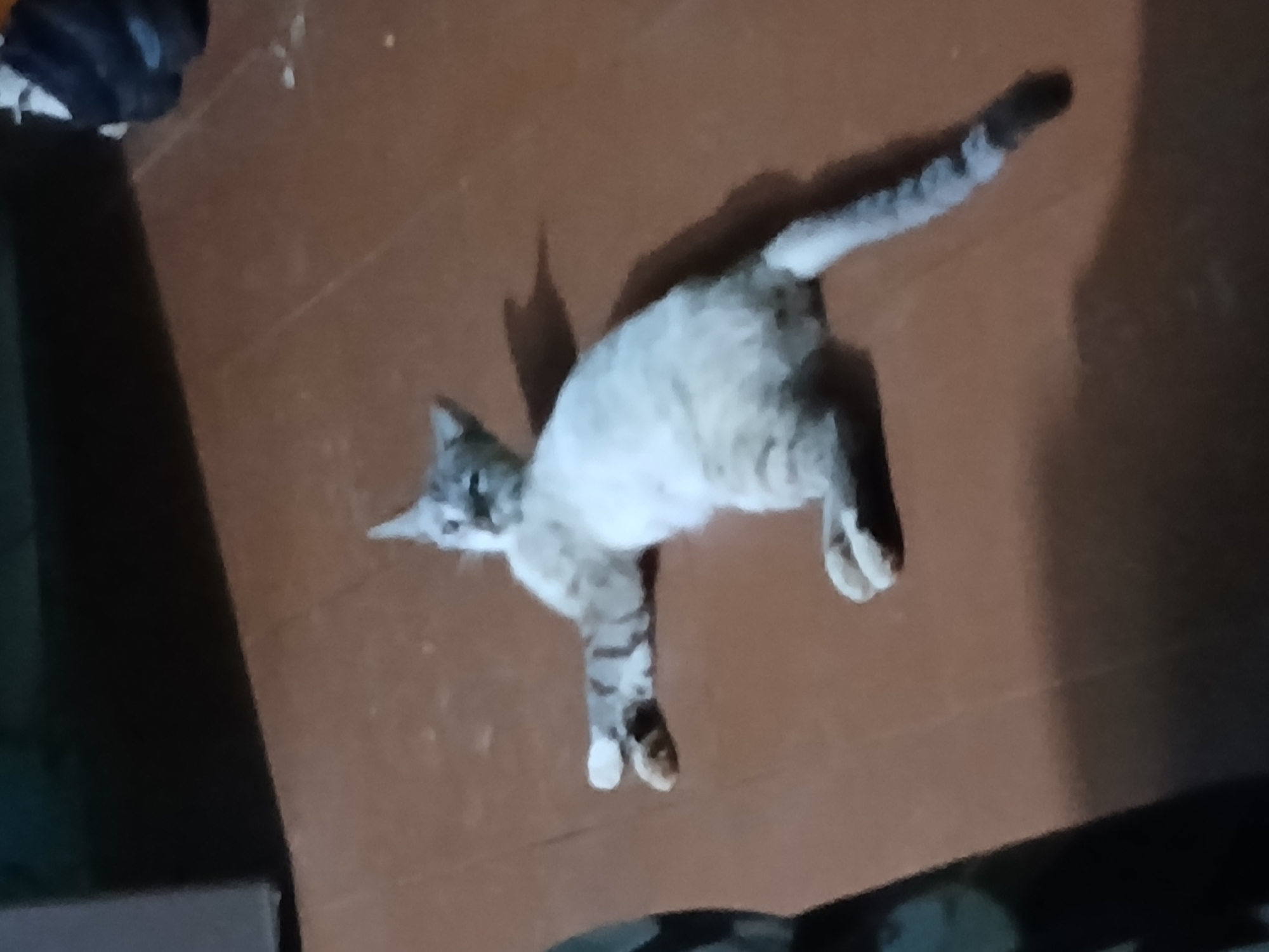 A domestic cat is lying on a brown floor. The cat is light in color with darker stripes, particularly on its tail and legs. The location is likely indoors, but the image lacks specifics to determine the exact location within Altagracia, Venezuela. There are no people visible. The cat is the primary subject and is in a relaxed posture. Other objects include part of a dark couch or chair in the lower-left and lower-right corners. No specific actions or interactions are observable beyond the cat's resting state. The environment appears to be a simple, residential interior.