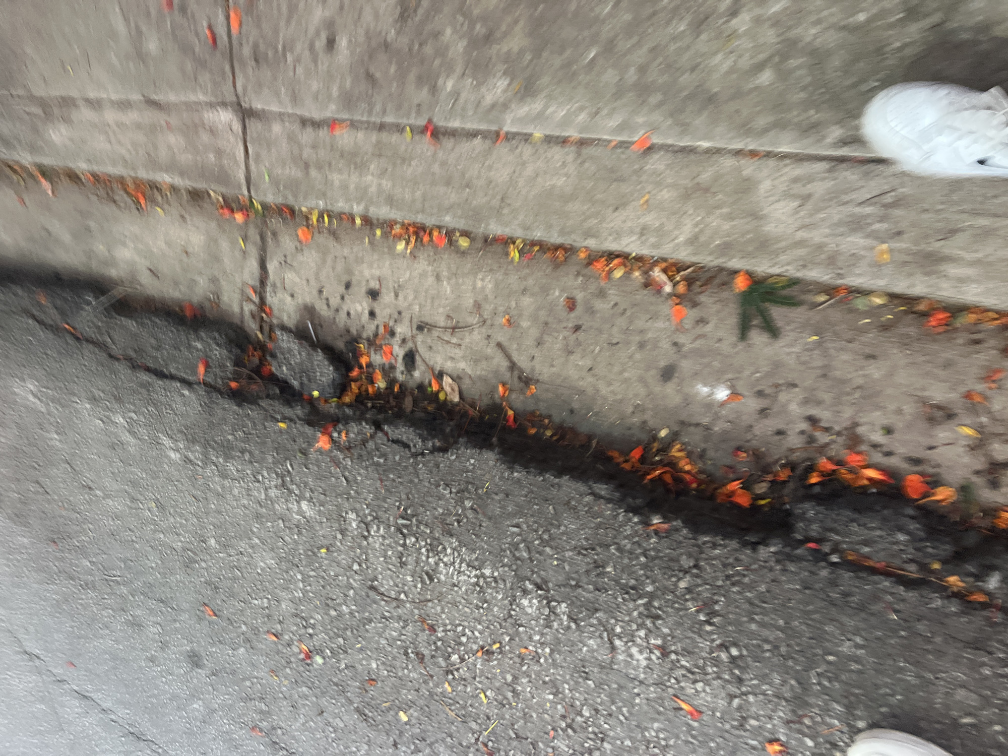 The image depicts a cracked asphalt road adjacent to a concrete sidewalk. Scattered across both surfaces are numerous fallen orange and yellow flower petals, likely from a tree. A portion of a white sneaker is visible in the bottom left corner, and another white sneaker is partially visible in the bottom right corner, suggesting someone is walking or standing in the scene. The lighting indicates it is daytime. The scene is consistent with a street in Santa Ana, Venezuela, a city known for its flame trees which shed similar petals.