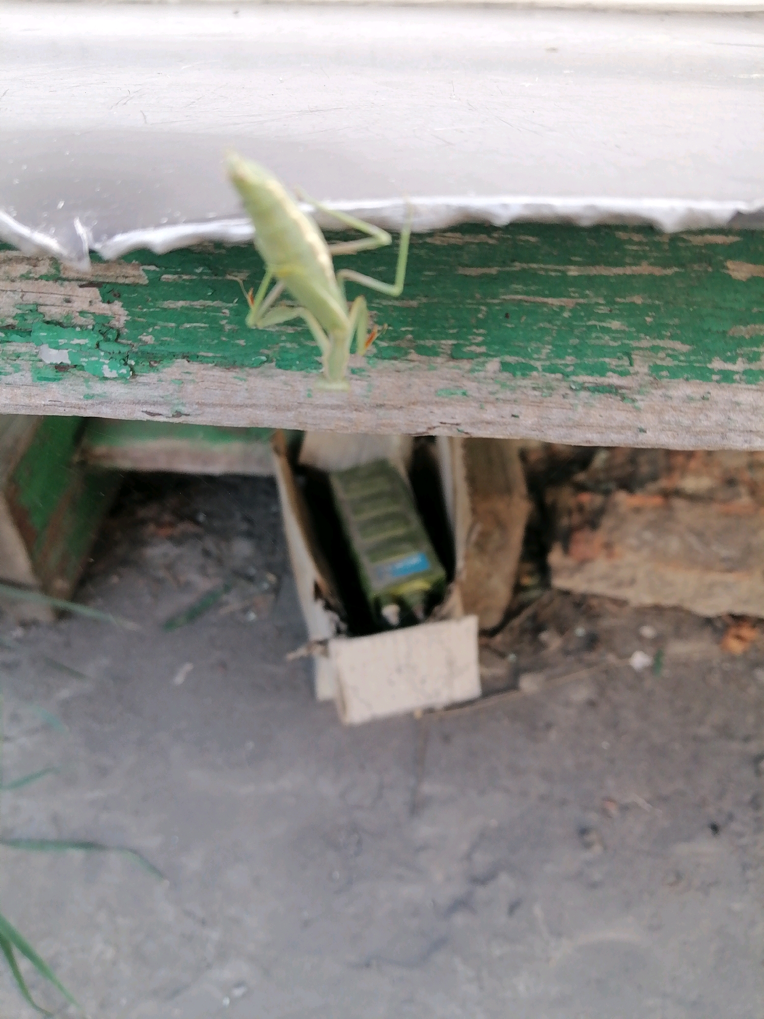 A light green praying mantis is perched on a weathered wooden beam painted green, its body angled towards the right. Below the beam, a cardboard box is visible, containing a green bottle with a blue label. The background consists of dry dirt, scattered debris, and some rocks. The scene appears to be outdoors, possibly in an urban environment, given the presence of man-made objects like the wooden beam and the bottle. There are no people or other animals visible in the image. The lighting suggests it is daytime. The context of Rostov-on-Don, Russia is not discernible from the visual information alone.