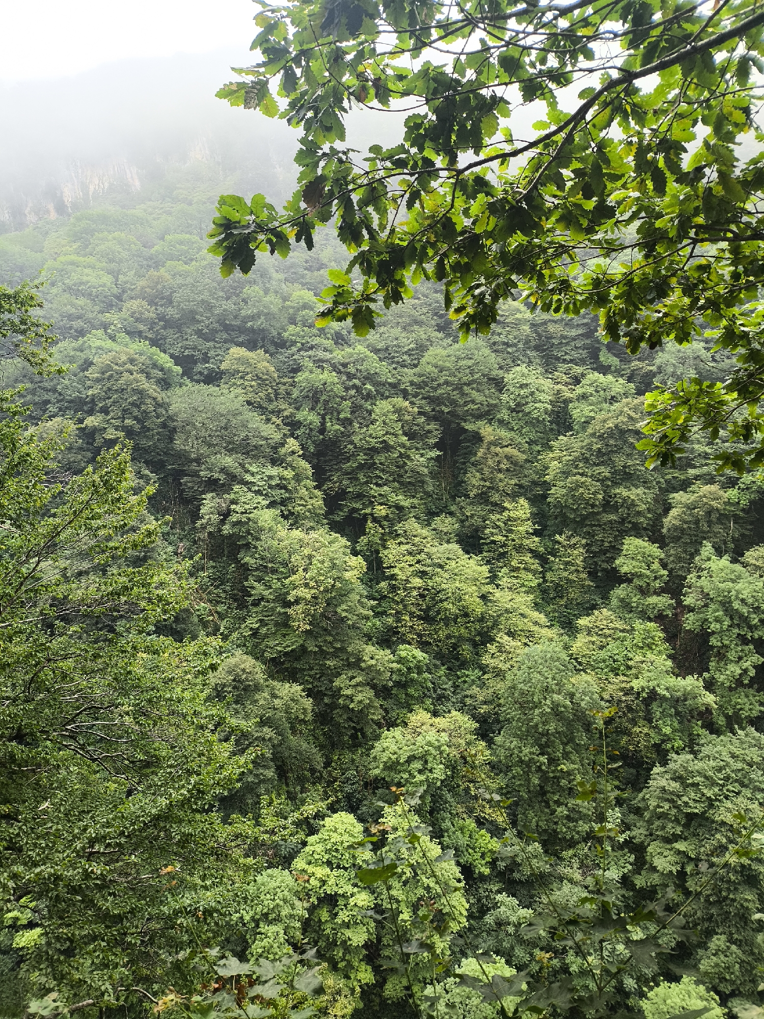The image depicts a dense, verdant forest covering a mountainside. In the foreground, branches of oak trees with green leaves hang down, partially obscuring the view of the forest below. The trees are a mix of different shades of green, with some appearing darker and others lighter, suggesting a variety of tree species and possibly varying light conditions.
In the background, the forest extends into the distance, where it meets a misty, overcast sky. The mist creates a hazy effect, softening the details of the distant landscape and giving it a slightly ethereal quality. The mountainside appears steep, with the trees clinging to its slopes.
The scene is entirely natural, with no signs of human presence or artificial structures. The overall impression is one of lush, untouched nature, possibly indicating a remote or protected area. The location is identified as being in the city of Satsiskvilo, Georgia.