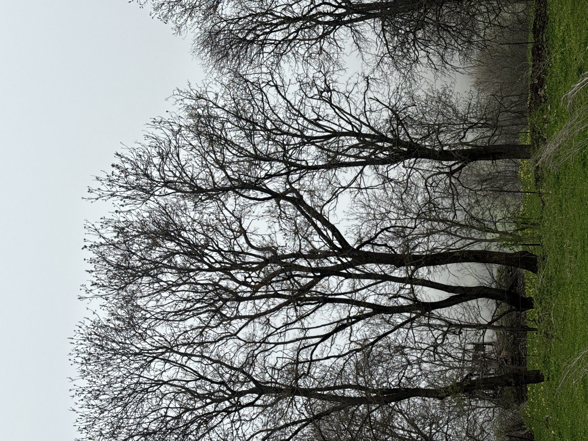The image depicts a landscape with bare trees, likely in late fall or winter. The scene is overcast with a muted sky. The foreground features trees with intricate branch patterns against the pale sky. Patches of green grass with small yellow flowers are visible on the right side of the image. Behind the trees, there's a suggestion of fog or mist obscuring the view of further trees and shrubs. A dark border may be a stone wall or dark dense shrubs and trees. The location is assumed to be near Karaberd, Armenia. There are no discernible people or interactions depicted in the image.