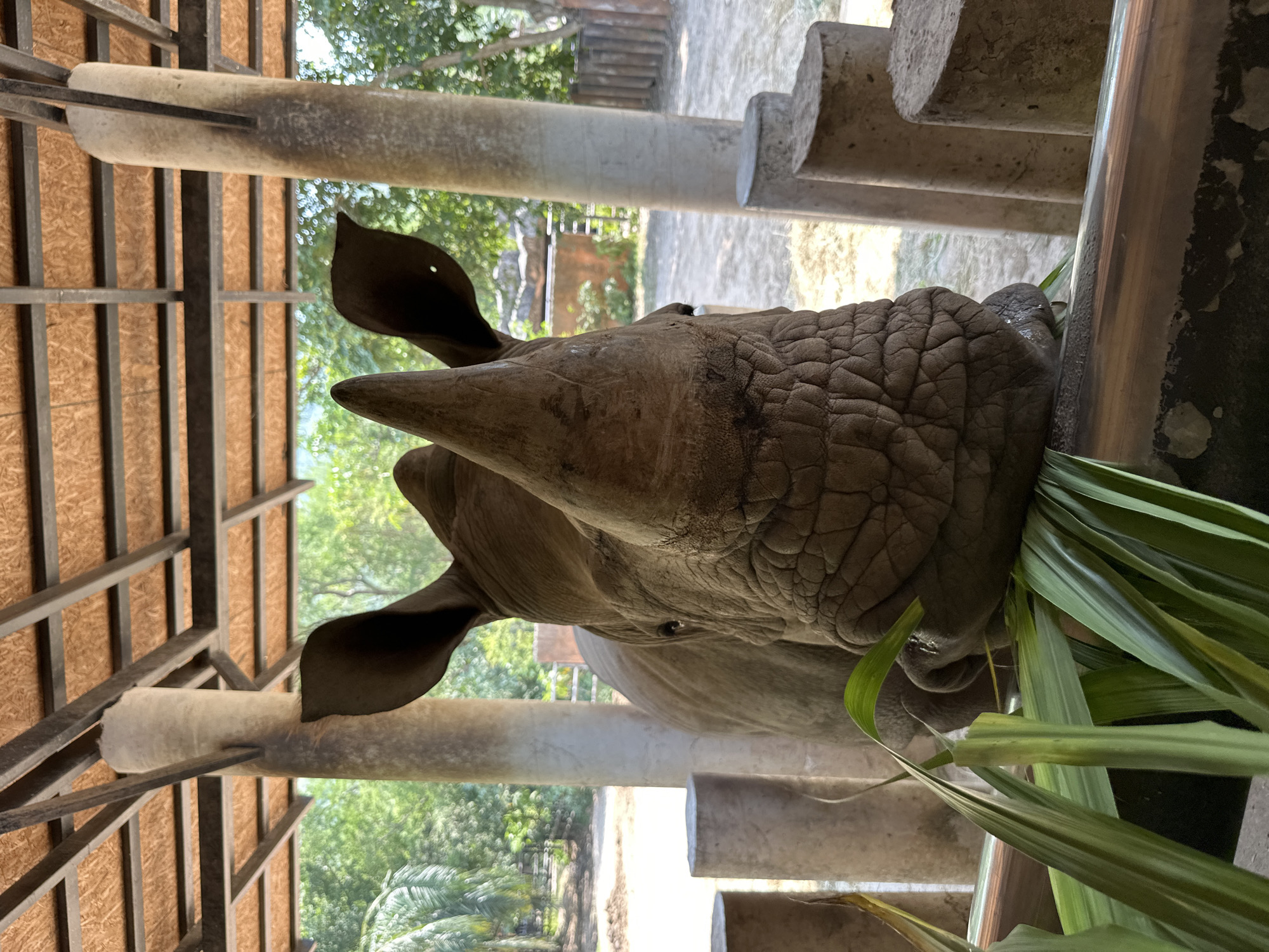 A rhinoceros is eating long, green leaves at the Khao Kheow Open Zoo in Bang Phra Subdistrict, Thailand. The rhinoceros is positioned between concrete columns and a metal frame. Trees and other vegetation are visible in the background.