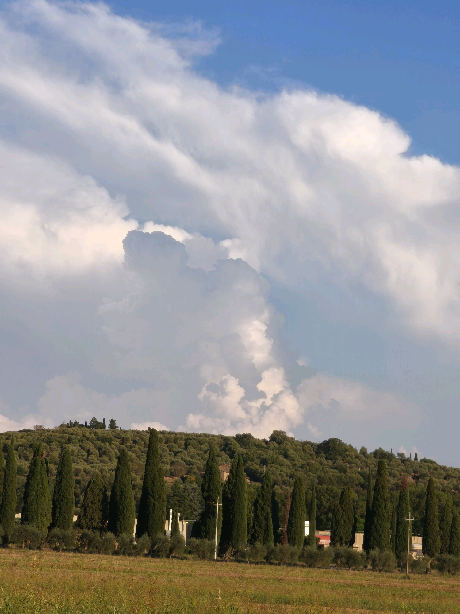 A scenic view of a tree-lined hill in Passignano sul Trasimeno, Italy, is captured under a dramatic sky filled with large, billowing clouds. The foreground features a field of dry grass, transitioning to a row of tall, slender cypress trees and olive trees that mark the base of the hill. The hill itself is densely covered with olive trees, creating a textured green expanse. A few buildings, including what appears to be a white structure with a red roof and other indistinct edifices, are partially visible among the trees on the hillside. The sky dominates the upper portion of the image, with vibrant blue patches interspersed with dramatic, light-colored clouds that are strongly illuminated, suggesting either the early morning or late afternoon sun. There are no people or animals visible in the scene.