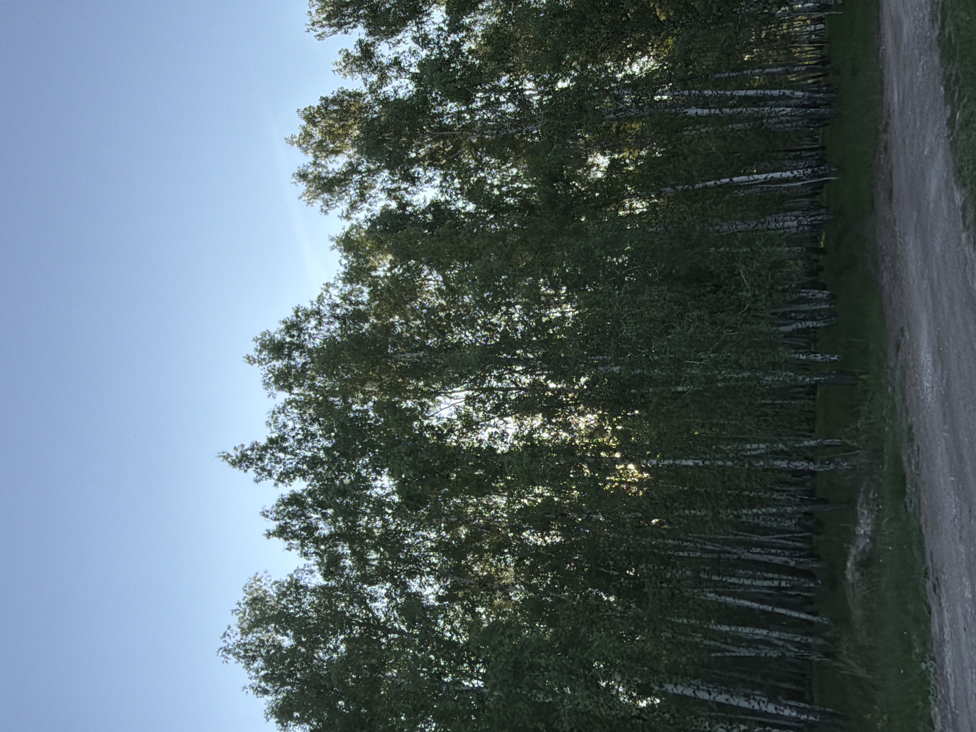 The image shows a row of birch trees along a dirt road. The sky is blue and mostly clear. The location is inferred to be in or near Bolsheustyikinskoye, Russia. No people are visible. The scene appears to be a rural or semi-rural setting.