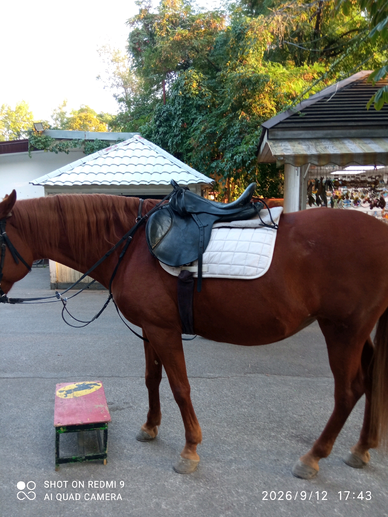 A brown horse stands saddled and bridled in an outdoor setting, likely a stable or equestrian facility. The horse is positioned mid-stride, facing left, with its head lowered slightly. A black saddle with a white saddle pad sits on its back. The horse is equipped with reins and other tack.
Behind the horse, there are two structures with peaked, white, tiled roofs. To the right of these structures, a wooden building with a dark, slatted roof and a striped awning is visible. The background is filled with lush green trees, suggesting a warm season.
In the foreground, to the left of the horse, is a small, red and yellow wooden stool with black legs. The ground is paved with asphalt. The bottom left corner of the image displays a "SHOT ON REDMI 9 AI QUAD CAMERA" watermark, and the bottom right corner shows a date and time stamp: "2026/9/12 17:43".
While the image provides visual cues of an equestrian environment, there are no specific landmarks or visual elements that definitively place it in Rostov-on-Don, Russia. The presence of the phone watermark does not indicate the location.