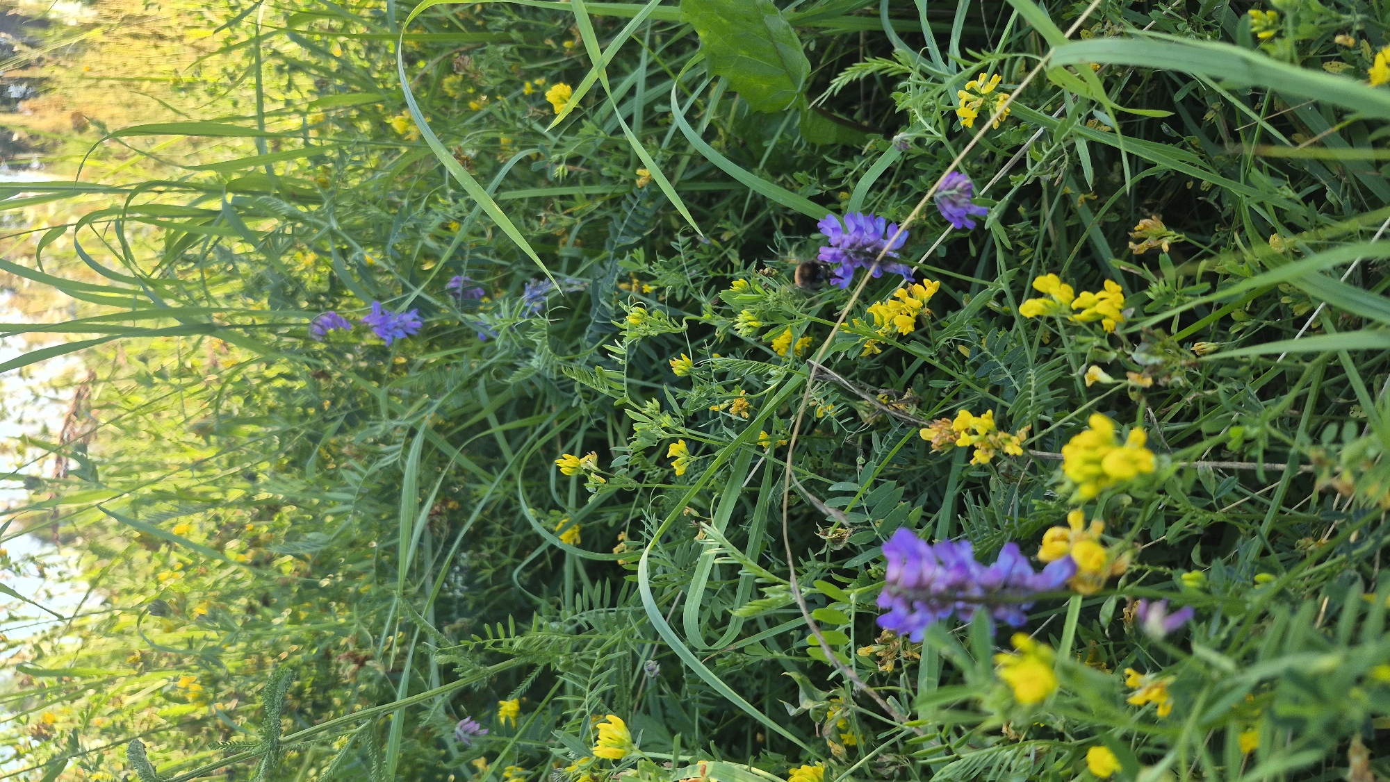 The image displays a close-up view of a meadow filled with green grasses and a variety of wildflowers, predominantly yellow and purple blossoms. A bumblebee is visible in the center-right portion of the frame, actively engaged with a purple flower. The lighting suggests it is daytime, with sunlight filtering through the foliage, creating a bright and natural atmosphere. The scene appears to be a natural, undeveloped area. The location is identified as Krauja, Latvia.