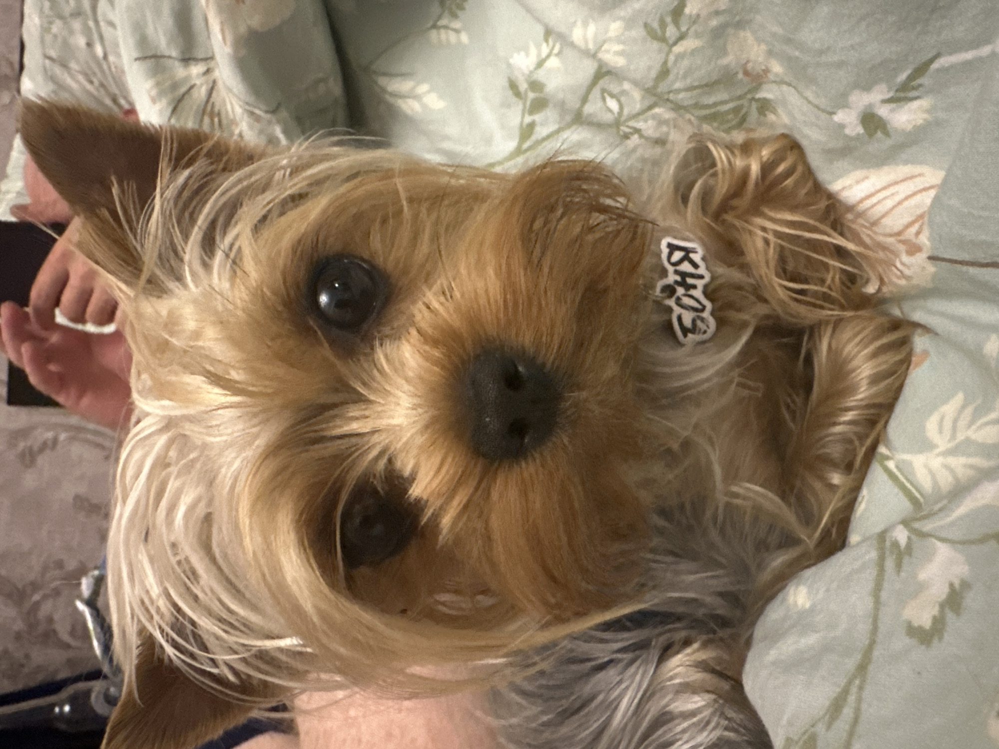 A close-up, eye-level shot focuses on the face of a Yorkshire Terrier. The dog is positioned centrally in the frame, facing directly towards the camera. Its fur is a blend of blonde and brown, with its distinctive tan facial markings prominent. The dog has dark, alert eyes and a black nose. It is wearing a black and white tag on its collar, which has stylized white lettering. The dog is lying on a light green fabric with a subtle floral pattern of white and light green flowers and leaves. In the background, out of focus, are hints of a person's arm and hand, suggesting the dog is being held or is near a person. The overall impression is one of an intimate, indoor setting.