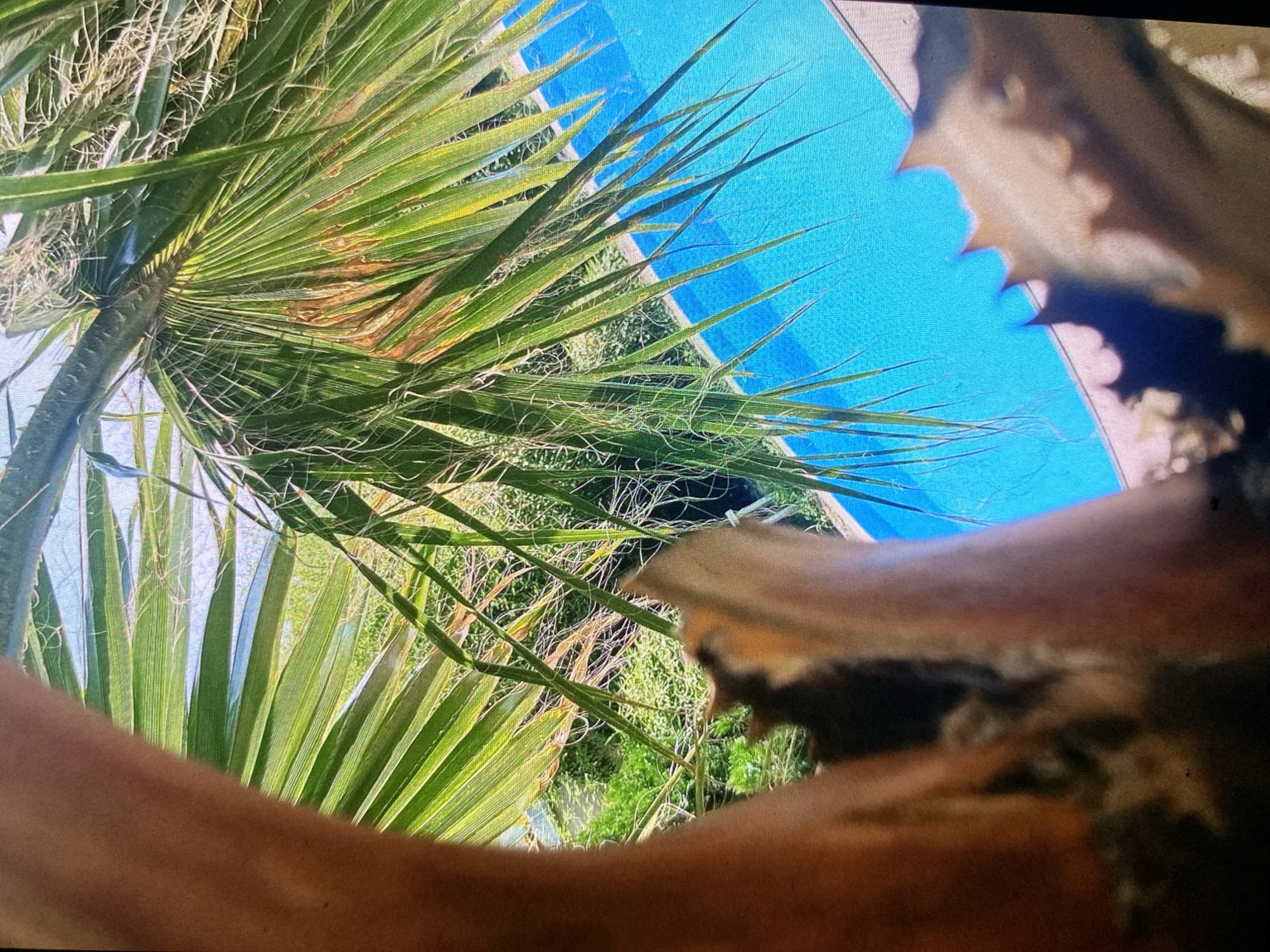 This diagonally oriented image captures an outdoor scene, likely in Bankya, Bulgaria, featuring a large palm tree, a swimming pool, and blurred foreground elements.
The central and left portions of the frame are dominated by the lush green fronds of a palm tree. The fronds are long and pointed, with some showing areas of yellowing and browning, indicating sun exposure or natural aging. Fine, fibrous strands are visible among the green foliage. Part of the palm's trunk, with its characteristic rough texture, is also visible on the left.
In the upper right, a vivid turquoise-blue swimming pool occupies a significant portion of the background. The bright blue surface suggests clear water under direct sunlight. The pool's edge, defined by a light-colored coping, runs diagonally across the frame. Behind the pool, glimpses of green ground cover and foliage can be seen.
The scene is brightly lit, consistent with a sunny day, likely during morning or afternoon hours. The overall atmosphere is one of warmth and outdoor leisure. In the immediate foreground, a large, dark, and blurred reddish-brown object takes up the bottom and right side of the image. This element, possibly an out-of-focus arm or part of a wooden structure, frames the composition. No visible text is present in the image.