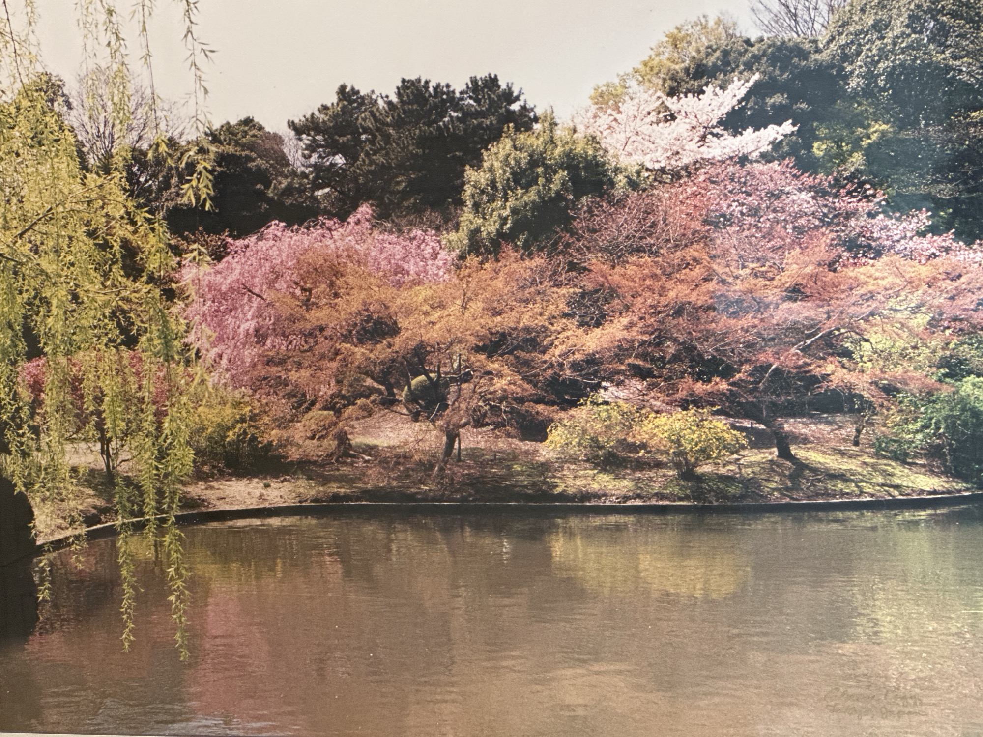The image shows a body of water with reflections of trees and foliage. The trees on the bank are a mix of green, pink, and reddish-brown. Some trees have drooping branches with light green leaves. The sky is light and overcast. The scene appears to be a park or garden. There are no people or animals visible in the image. The location is the city of Harrisburg, United States of America.
