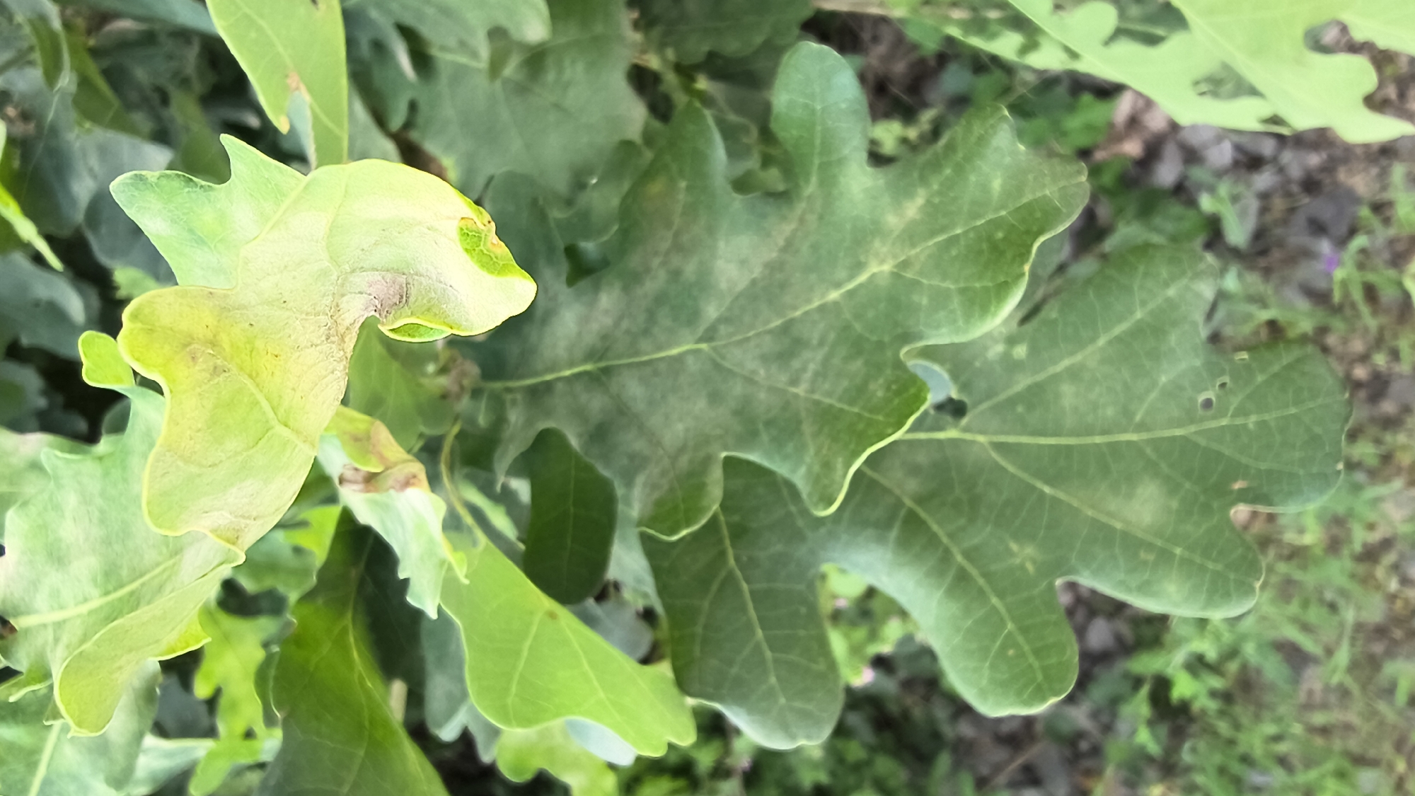 A close-up, vertical shot captures a cluster of green oak leaves against a blurred background of more foliage and a hint of ground. The foreground features a large, centrally positioned oak leaf with distinct lobed edges and visible veins. Some of the leaves exhibit signs of yellowing or browning, particularly a leaf in the upper right quadrant that is noticeably lighter and curling. Small holes and marks are present on some of the leaves, suggesting insect activity or natural wear. The lighting is natural, casting soft shadows and highlighting the textures of the leaves. The scene appears to be outdoors, likely in a natural or park setting. There are no people or discernible actions taking place. The image does not contain any information that can identify its location in Mikhaylovka, Russia.
