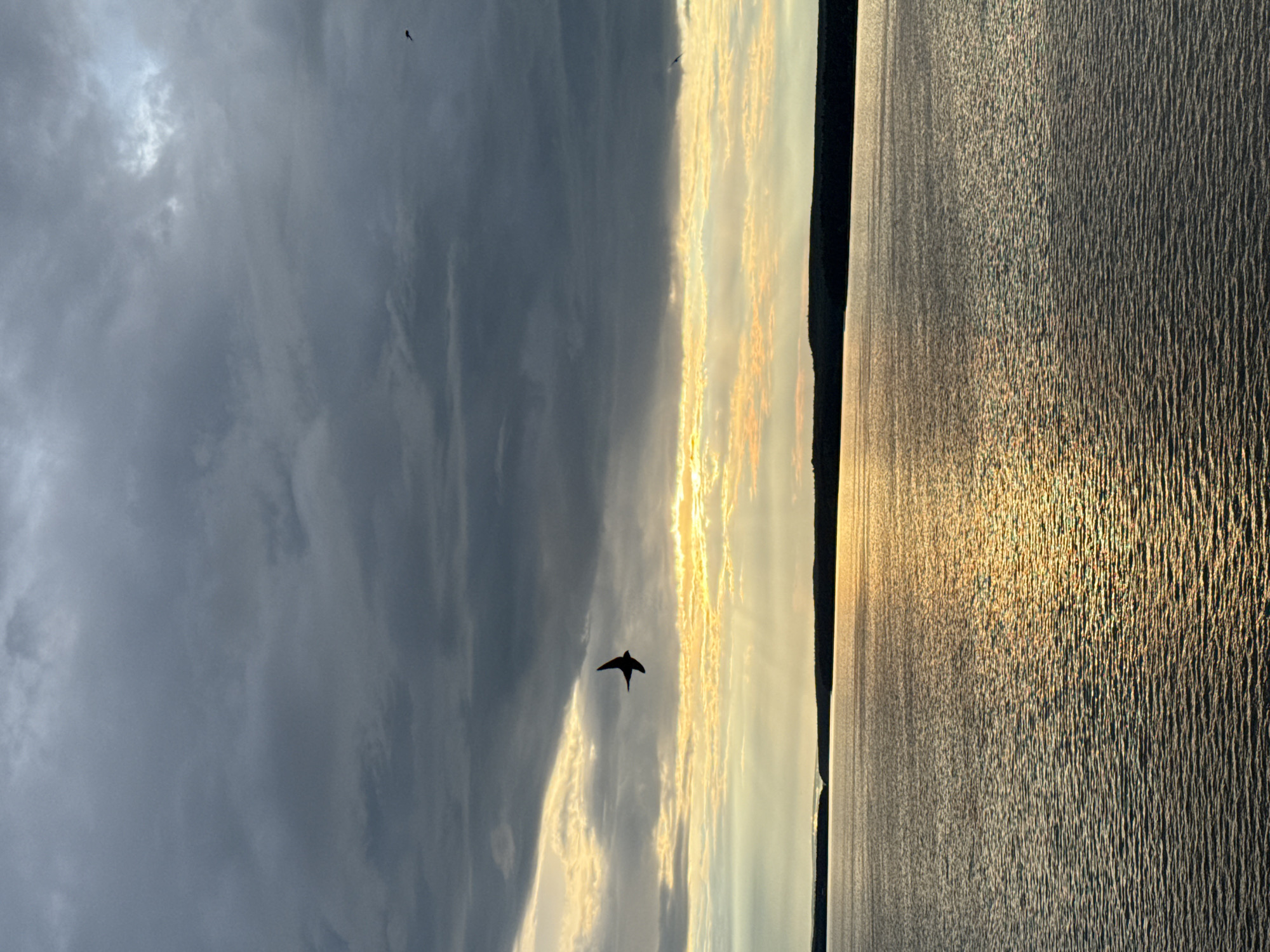 The image portrays a serene natural landscape, likely at either sunrise or sunset, over a large body of water such as the Votkinsk Reservoir in Russia. The scene is horizontally composed, with the sky filling the upper half and the water below, separated by a distant, low-lying landmass on the horizon.
The sky presents a dramatic contrast, transitioning from dense, dark grey clouds on the left to radiant, golden-hued clouds on the right. This golden light emanates from a low sun, positioned towards the right, which casts a vivid, shimmering reflection across the water's surface. The water exhibits a textured appearance from numerous small ripples or waves, catching the light in a sparkling display.
Several birds are visible in flight. A prominent, dark-silhouetted bird with distinct wings is captured soaring in the middle-left area, set against the brighter part of the sky. Two additional, smaller birds can be discerned; one higher up within the darker cloud mass on the far left, and another fainter one closer to the illuminated horizon line. The overall atmosphere is one of tranquil beauty, emphasized by the dramatic interplay of light and shadow across the clouds and water. No text is visible in the image.