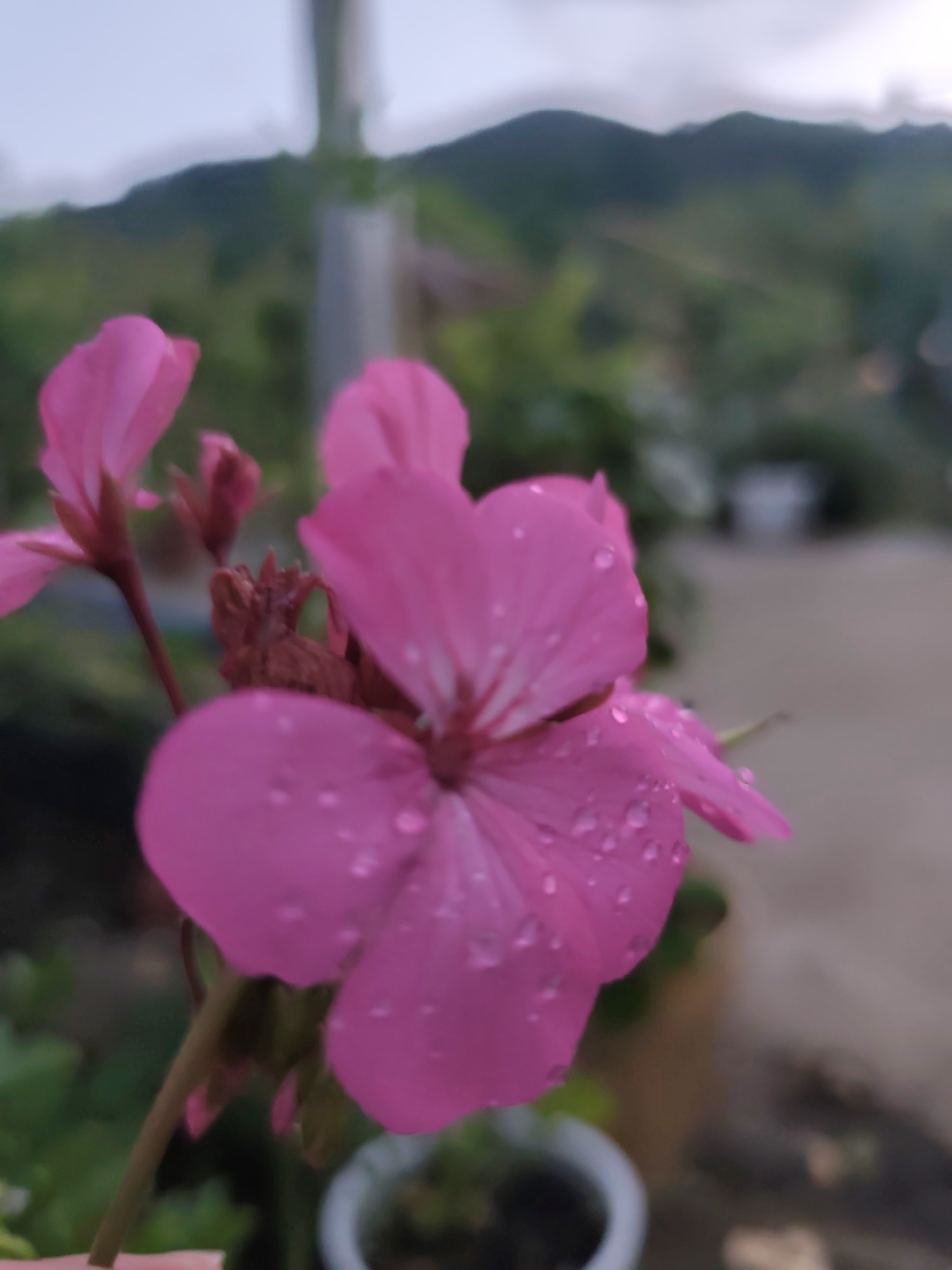 The scene is located in the city of Rosno, Bulgaria. The image foreground features several pink or magenta flowers, with one prominent bloom positioned centrally and slightly to the right, in sharp focus. This primary flower displays numerous small, clear water droplets on its petals, indicating recent precipitation or dew. Other pink flower buds and partially visible blooms, some exhibiting brown, dried central parts, are present around the main subject. The background is significantly out of focus, creating a shallow depth of field. Distant, dark green mountain ranges are visible against a light grey, overcast sky. Below the mountains, blurred green vegetation is present. A vertical, light-colored, out-of-focus object, possibly a pole or structure, stands in the mid-ground. The lower right portion of the image shows a blurry beige or light brown surface, possibly a patio or balcony, with the rim of a white plant pot partially visible in the bottom right corner. No people are visible.