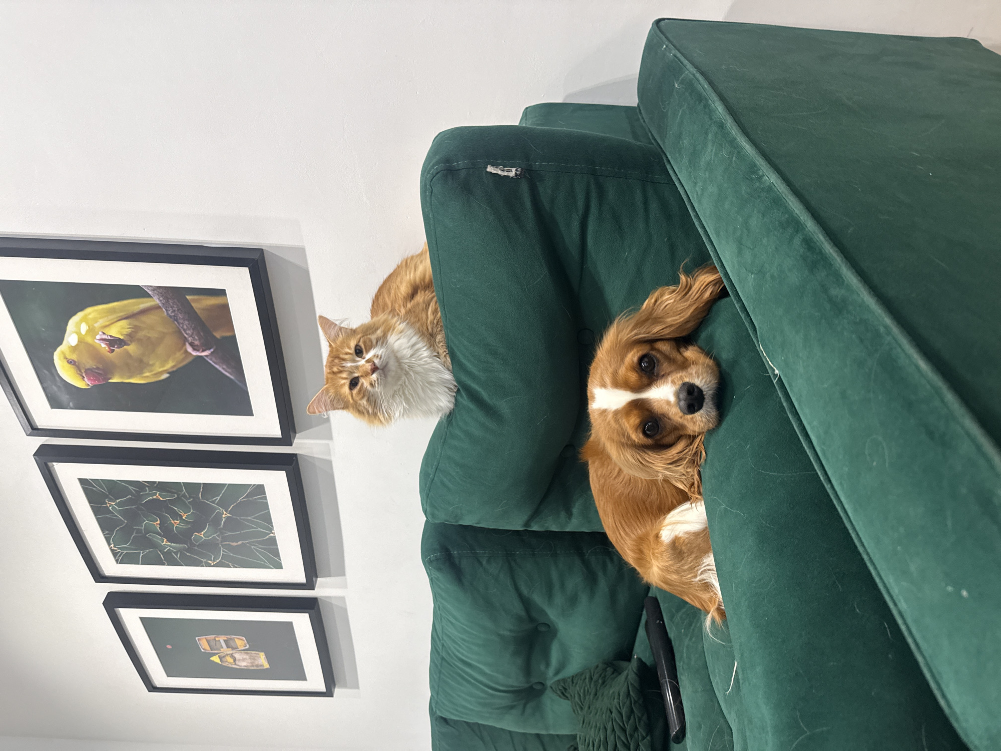 A tilted, indoor shot depicts an orange cat and a Cavalier King Charles Spaniel dog lounging on an emerald green, tufted sofa. The cat rests on the upper portion of the backrest, its gaze directed forward. The dog lies on the seat cushion, also facing the viewer. Three framed pictures adorn the wall behind the sofa: the top one features a yellow bird, the middle a green succulent, and the bottom depicts two boats. The setting is a home interior, not specifically identifiable as being in Veliky Novgorod, Russia.