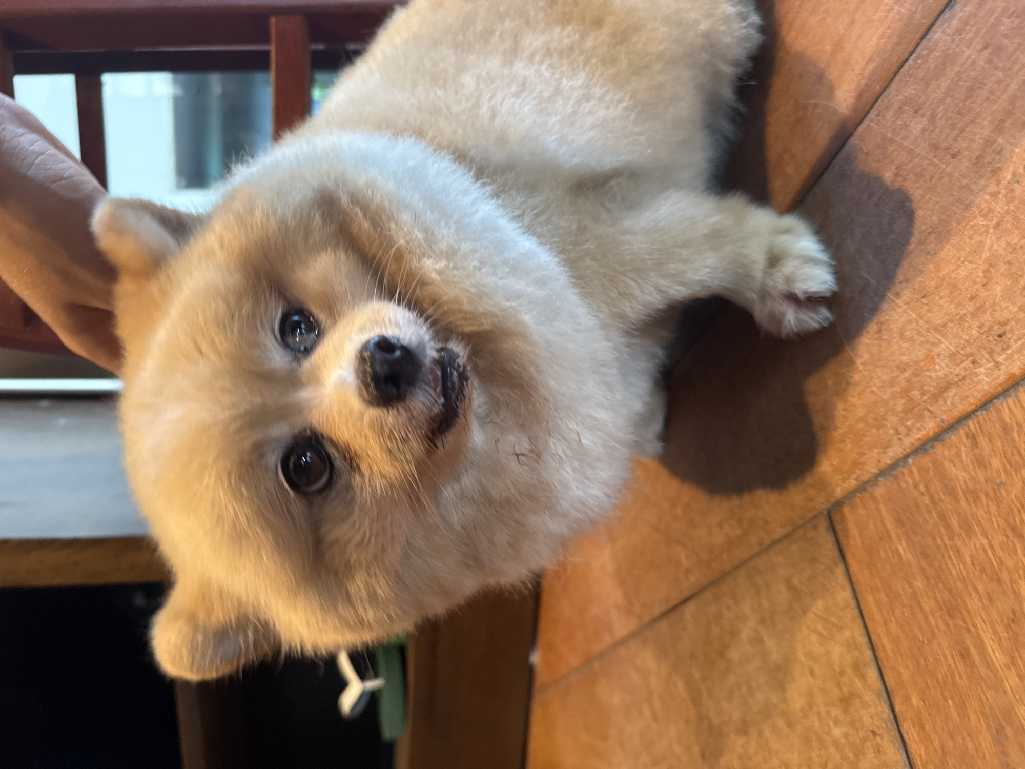 A light-colored Pomeranian dog is lying on a wooden surface. The dog is facing the camera with its head tilted slightly. The dog's right side is visible, with a paw resting on the wooden surface. A hand is visible near the dog's head, possibly petting it. The background includes a glimpse of a window and some furniture. There is no information provided to confirm the location of the photo is in Đà Nẵng, Vietnam.