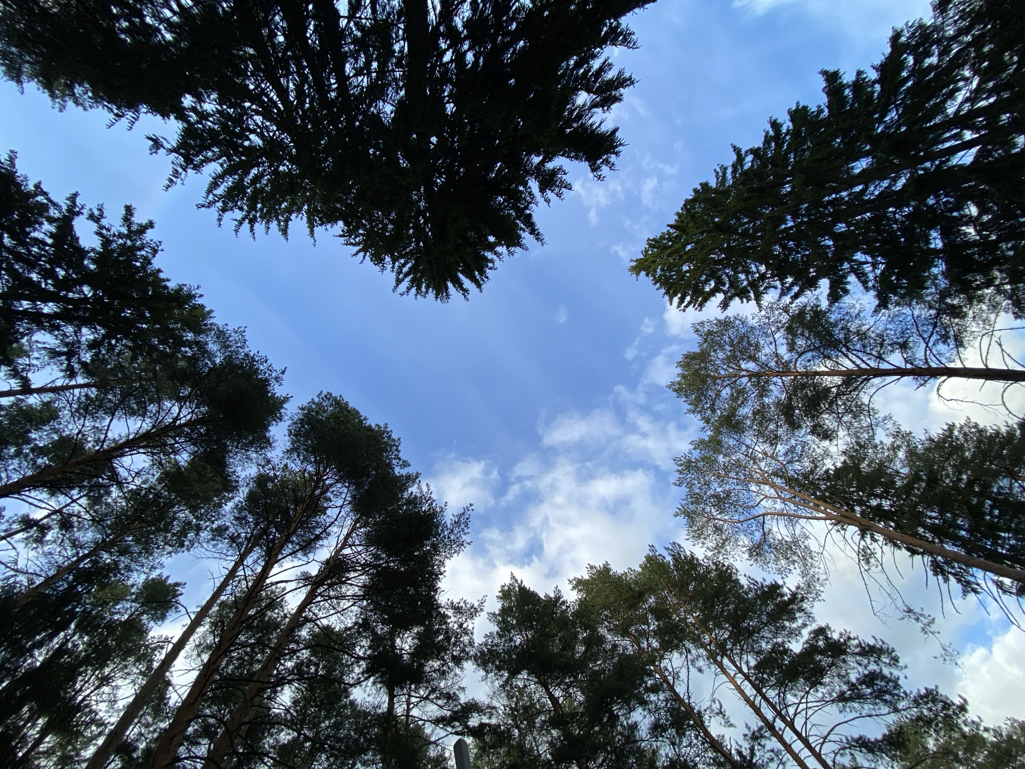 The image shows a view looking up into the sky framed by trees. The trunks of the trees are dark and converge towards the bottom of the frame, while the canopy is a dense, dark green. The sky is blue with scattered white clouds visible through the gaps in the foliage. There are no people visible in the image. The location is Votkinsk, Russia.