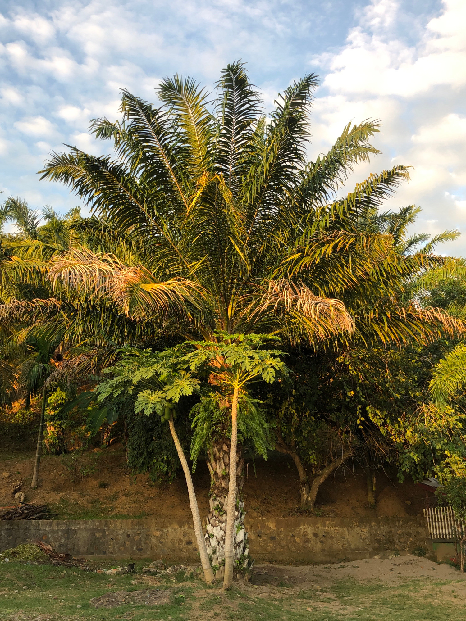 This is a vertical, eye-level, outdoor photograph of lush vegetation with a backdrop of sky. The main subject is a large palm tree with broad, green fronds that are illuminated by the golden light of either sunrise or sunset. The tree is situated in the foreground, with a cluster of smaller, leafy plants and trees behind it. The ground in front of the palm tree is covered in dry grass and some scattered debris. In the middle ground, a stone retaining wall runs horizontally across the image, supporting a sloped embankment covered in dirt and vegetation. The sky above is a pale blue with scattered white clouds. The scene depicts a natural setting, likely in a rural or semi-rural area, bathed in warm, natural light. Based on its appearance, this scene could be found in a tropical climate such as Lhokseumawe, Indonesia, known for its abundant plant life and coastal geography. There are no people visible in the image.