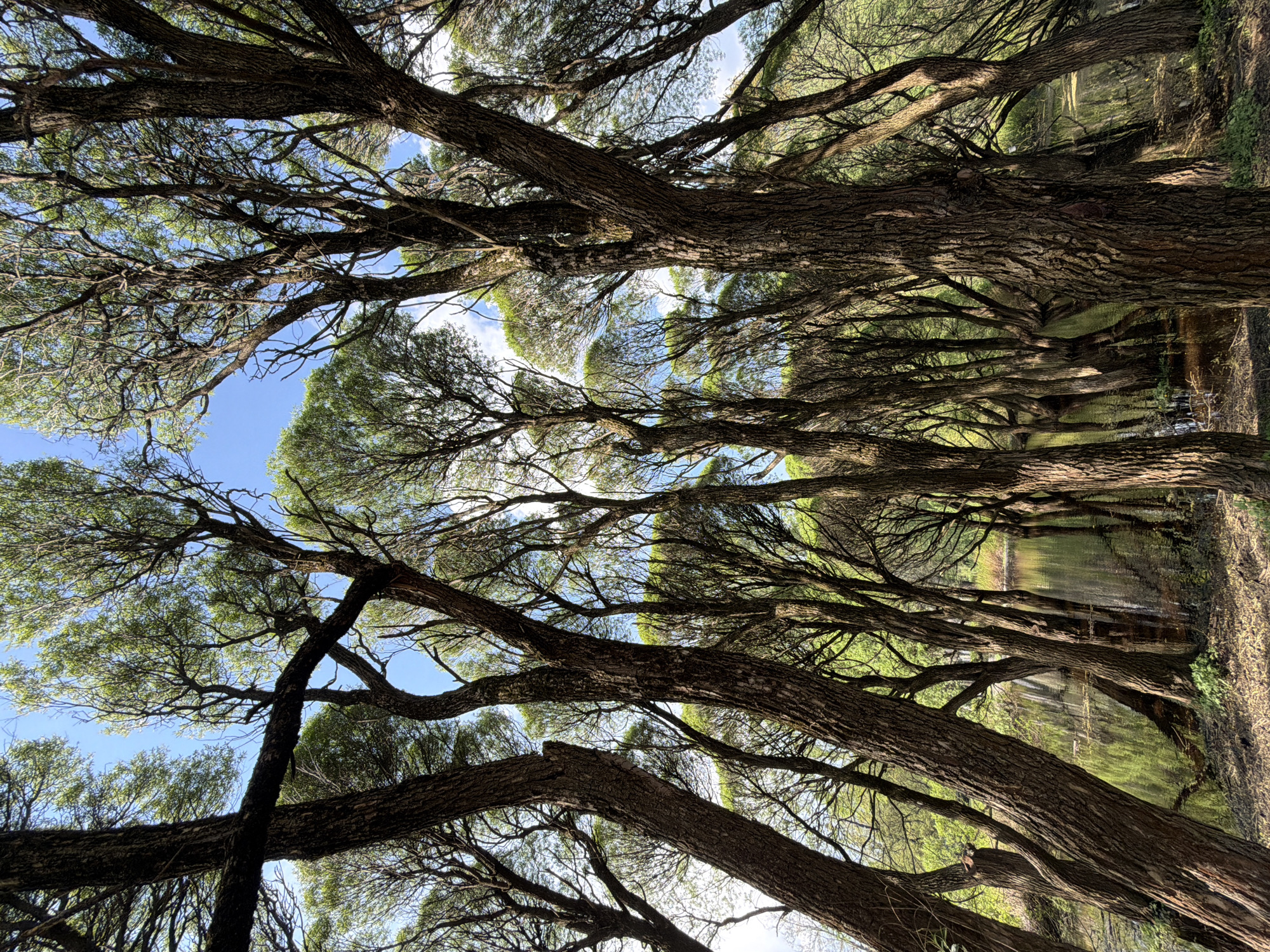This is an outdoor scene of trees forming a canopy over a body of water, likely a canal or a narrow river. The trees have a lot of branches and sparse green foliage. The sky is visible through the trees, and it is mostly blue with some white clouds. The trees appear to be on the bank of the water, and the reflections of the trees are visible in the water. The image appears to have been taken in the city of Moscow, Russia.
