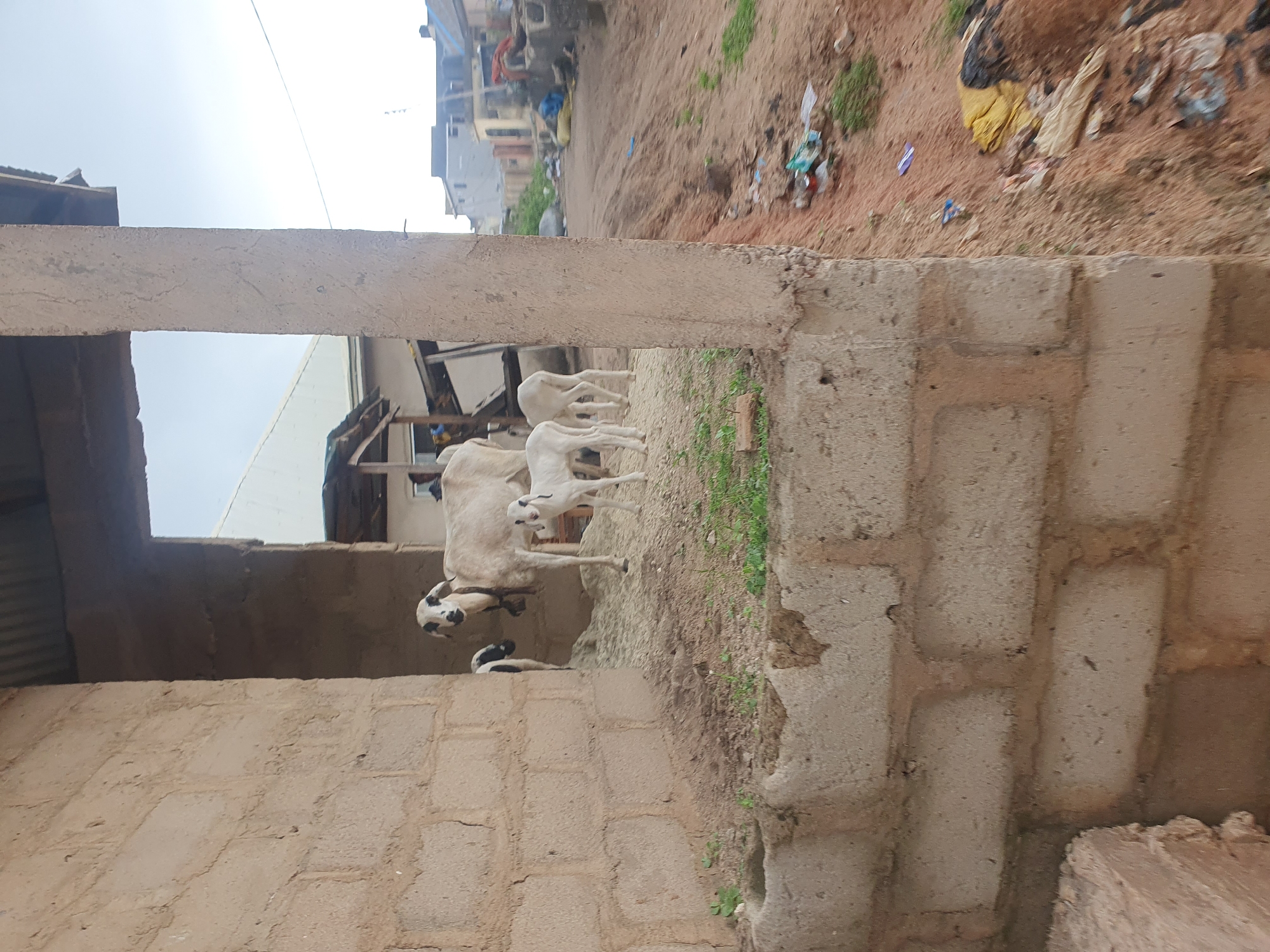 The image depicts an outdoor scene in the city of Lokoja, Nigeria. In the foreground, a light-colored sheep with black markings on its face and ears stands within an open structure made of concrete blocks. Two smaller, white sheep are also present in the structure. The ground inside the structure appears to be covered with a light-colored material, possibly grains or straw.
The structure has a partially visible roof made of corrugated metal. To the right of the structure, an unpaved dirt road is visible, leading into the background. The road is lined with debris, including plastic bags, scraps of fabric, and other miscellaneous items. In the background, residential buildings with various roofing materials are scattered across the landscape, some appearing partially constructed or in disrepair. A few trees and sparse vegetation are also visible. The sky is overcast. The overall impression is one of a rural or semi-urban environment with signs of informal development and scattered refuse.