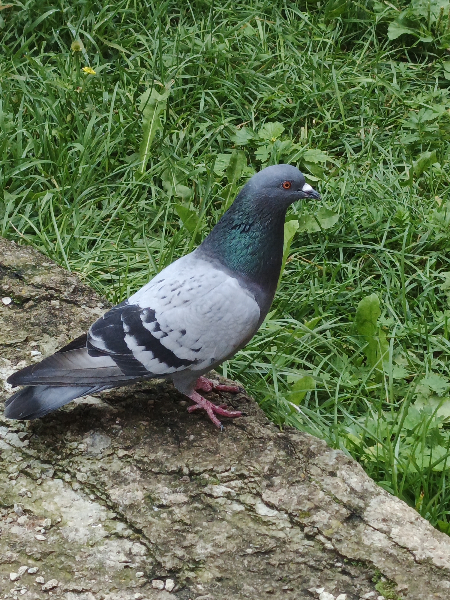 A pigeon stands on a rough, textured surface, possibly a log or rock, in front of a backdrop of lush green grass. The pigeon is predominantly gray with iridescent green and purple feathers on its neck. Its eyes are bright orange, and its beak is dark. The pigeon's feet are a vibrant pink. The grass appears damp, suggesting it might have rained or dew is present. The scene is naturalistic, likely outdoors. The location is given as Medvedyovka, Russia.