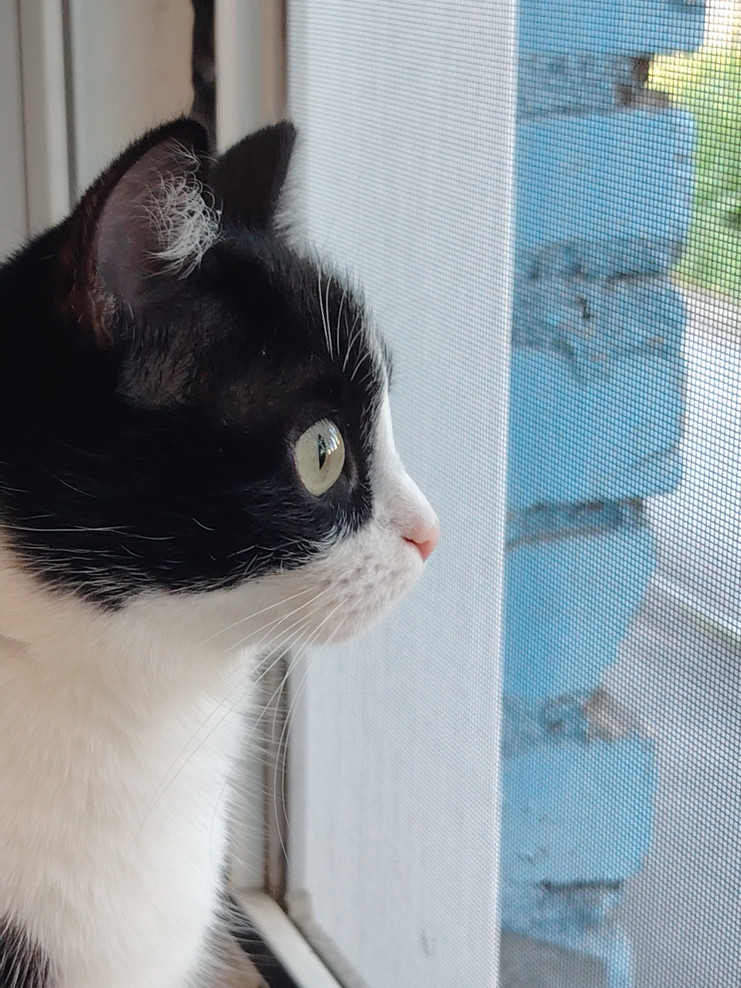 A black and white cat is looking out a window. The cat's left eye is clearly visible and is a bright green color with a reflection. The cat's pink nose is also visible. The window has a screen in front of it, which creates a grid pattern over the view outside. Outside the window, there are blue brick walls and some greenery, suggesting it is daytime. The scene is indoors, likely in a residential setting, with a white wall visible on the left side of the frame.
