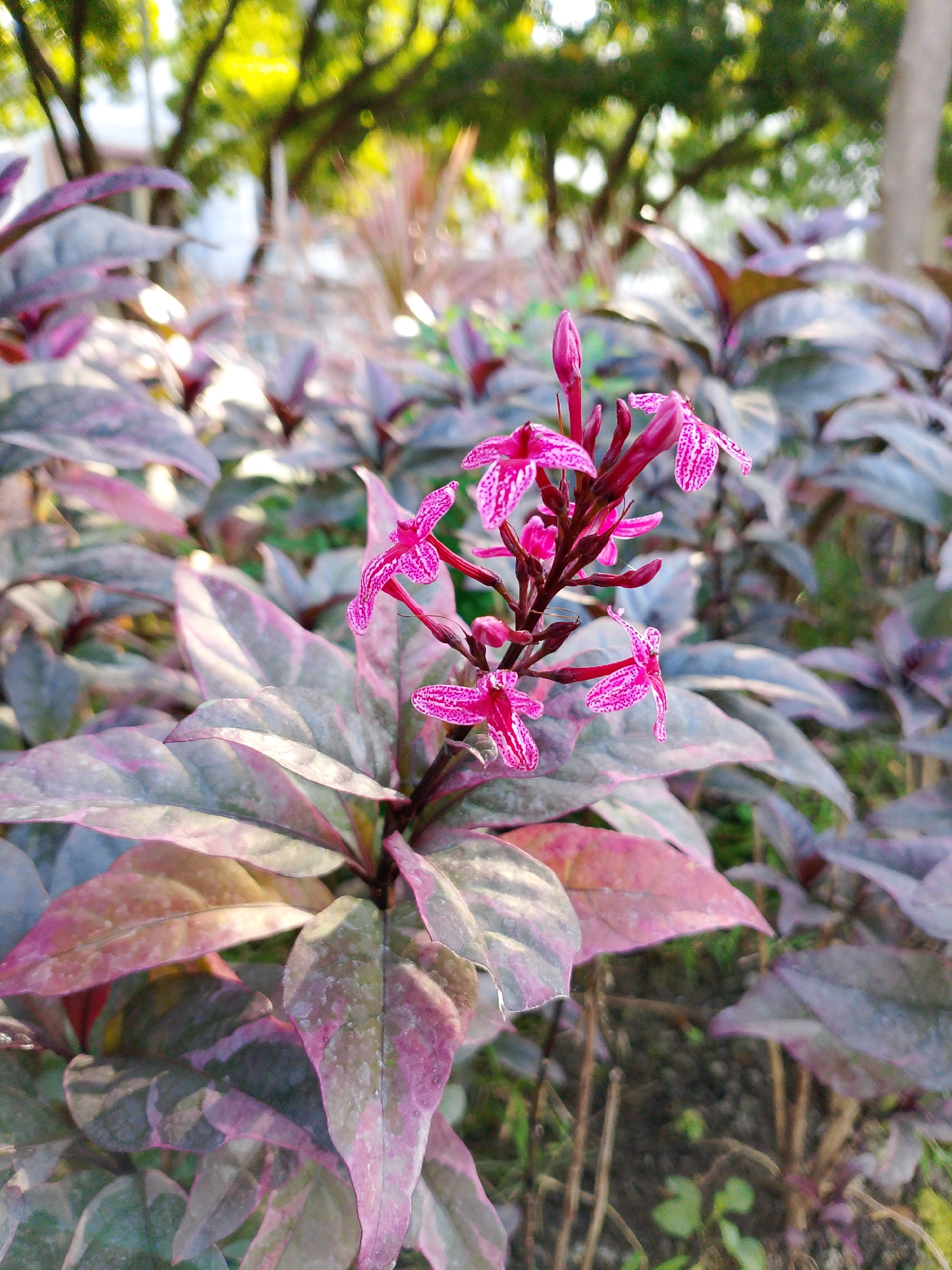 A close-up shot showcases a cluster of small, vibrant pink flowers with intricate white speckles, blooming on a dark stem. The flowers are surrounded by large, ovate leaves that exhibit a striking gradient of colors, ranging from deep purple to reddish-pink and hints of grey-green, with some leaves showing a glossy sheen. The foliage fills the foreground and midground of the image, creating a dense, textured backdrop. In the blurred background, sunlight filters through the canopy of lush green trees, casting a soft glow. The scene appears to be an outdoor garden or park setting, possibly within a botanical garden or residential area in Surabaya, Indonesia, given the tropical foliage and the dappled sunlight. The overall impression is one of natural beauty and vibrant color.