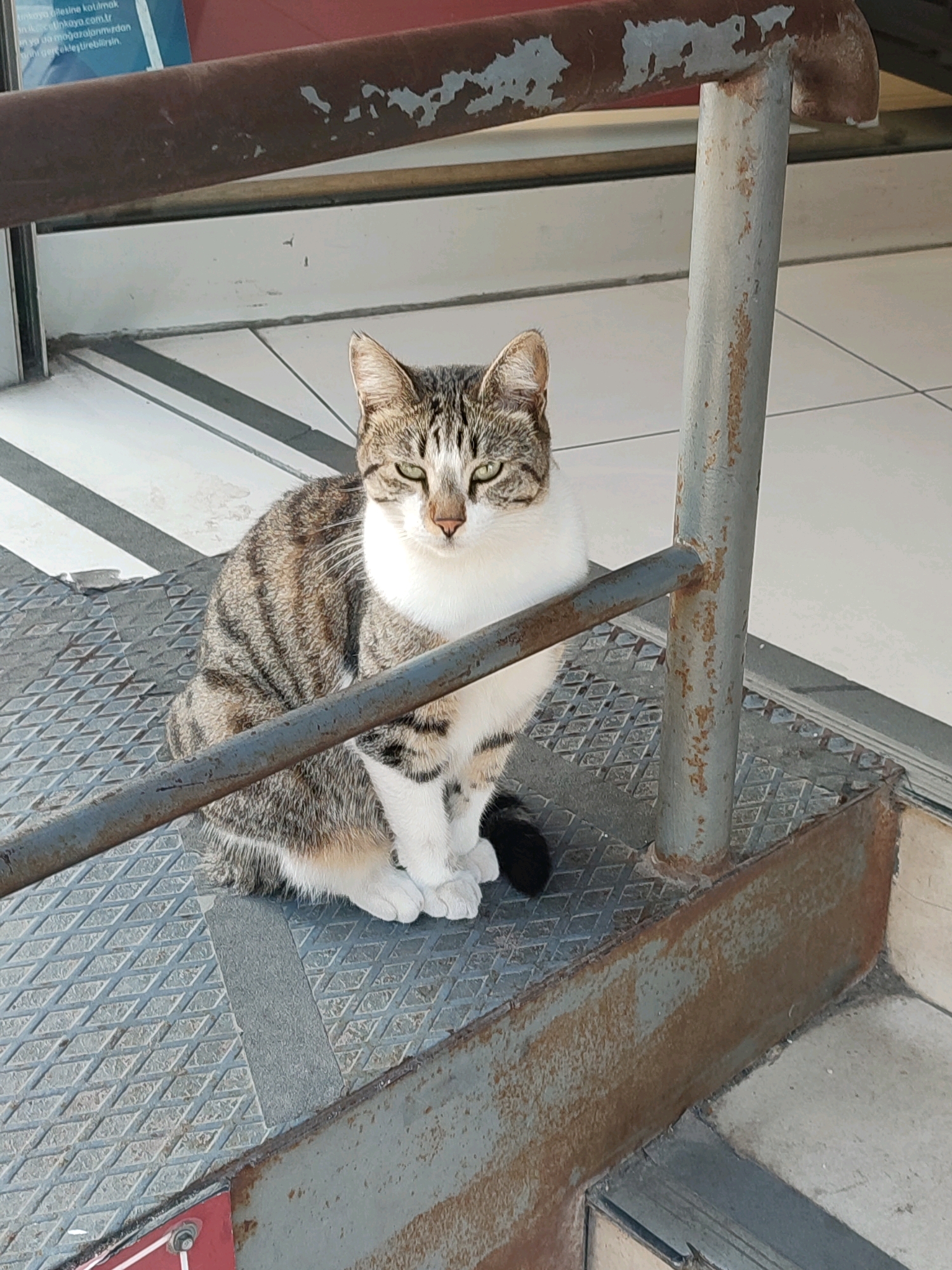 A tabby and white cat is sitting on a grey metal platform in an outdoor urban setting. The cat is facing forward, looking directly at the camera. Its fur is striped with grey and brown on its back and sides, and white on its chest, paws, and face. The cat's eyes are green. The metal platform has a diamond-plate texture and is part of a staircase or walkway with rusty metal railings. In the background, there is a tiled floor with a striped pattern and a partially visible blue sign with text in Turkish, which may indicate a location in Kadıköy, Turkey. The overall scene suggests a common urban environment where stray animals are often found.