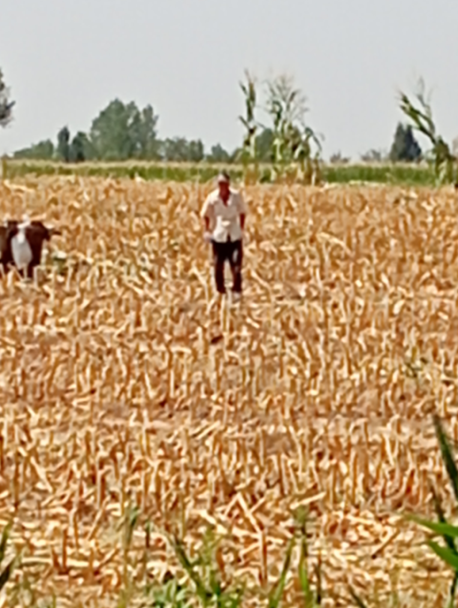 A man in a white shirt and dark pants stands in a harvested field of what appears to be dried corn stalks. To the left of the man, a black and white cow is visible. The field stretches towards the horizon, where trees and a clear sky are visible. The image is slightly blurry, making it difficult to discern finer details. The overall scene depicts a rural agricultural setting.