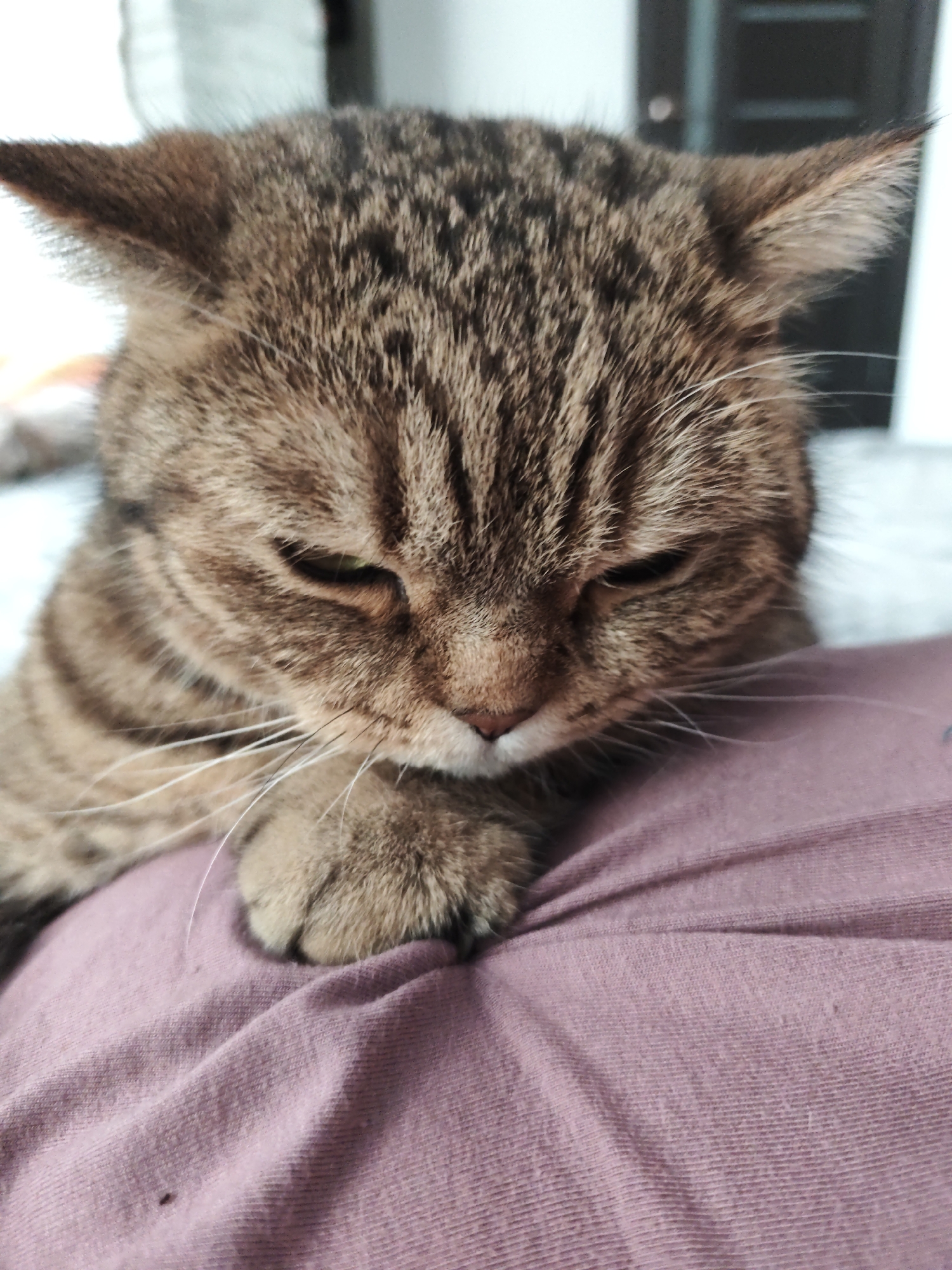 The image shows a close-up of a brown tabby cat lying on a pink fabric surface. The cat's head is tilted downwards, and its eyes are partially closed. Its right paw rests on the fabric. The background is blurred, but appears to be an indoor setting with a wall and possibly furniture. There is no indication of the location being Komsomolsk-on-Amur, Russia.