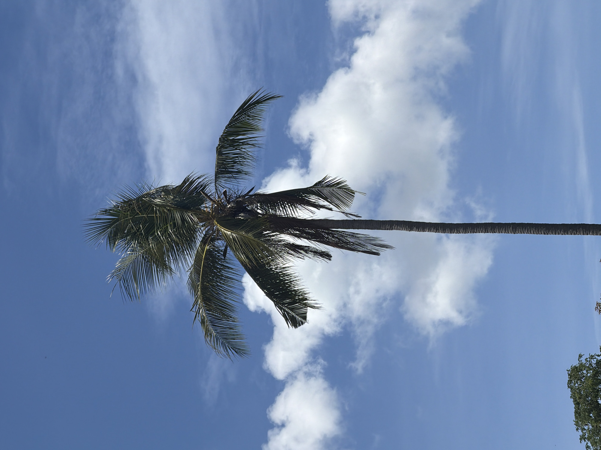 A tall palm tree stands against a vibrant blue sky with scattered white clouds. The palm tree's fronds are a deep green and appear to be swaying in the wind. The trunk of the tree is rough and textured, with horizontal ridges. The image is taken from a low angle, looking up at the tree and the sky. The environment suggests a tropical or subtropical location. In the lower left corner, the tops of other trees are visible, indicating a natural or park-like setting. The overall scene is serene and evokes a sense of warm weather and a relaxed atmosphere.