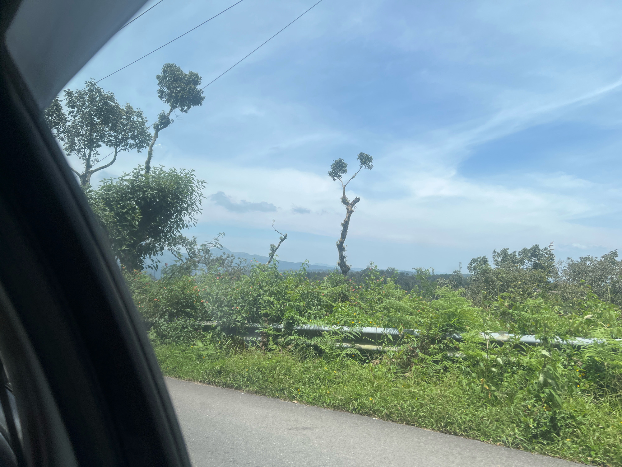 The image depicts a roadside scene with a view of lush green vegetation and a blue sky with scattered clouds. In the foreground, a portion of a dark-colored vehicle's interior is visible on the left, suggesting the photograph was taken from inside a moving vehicle. A paved road runs along the right side of the frame, bordered by a metal guardrail that is partially obscured by dense foliage. Several trees with sparse branches and green leaves are scattered across the landscape. In the middle ground, a variety of green plants and some small orange flowers are visible. The background shows a hazy landscape of hills and trees under a bright sky. The scene appears to be set in a rural or natural area.