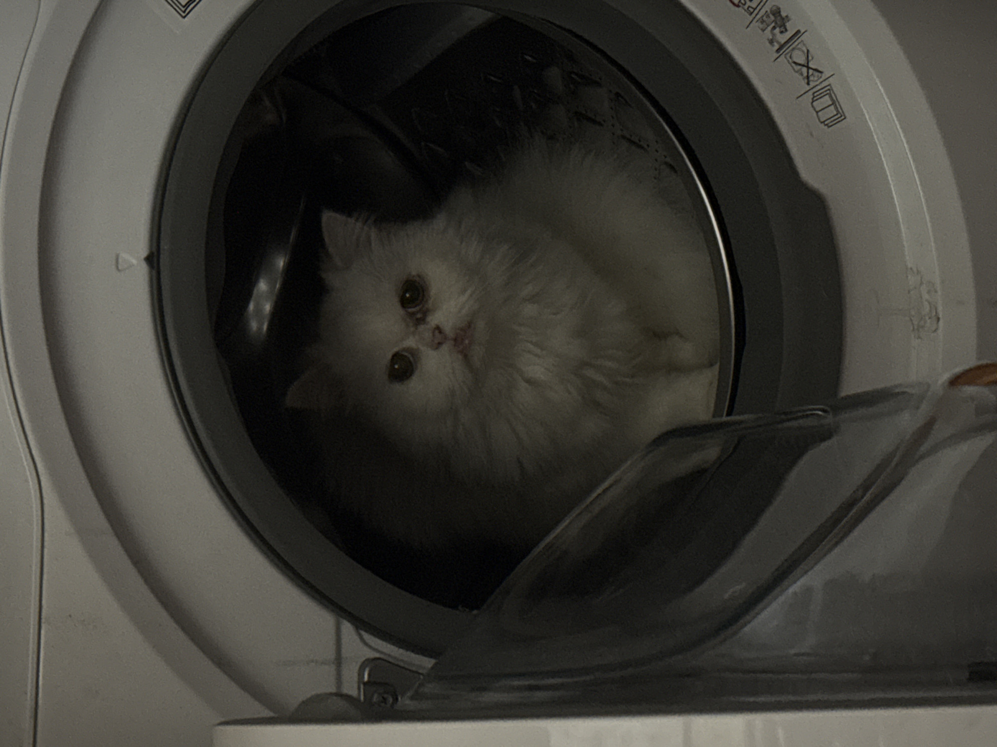 A white, fluffy cat is sitting inside the drum of a white front-loading washing machine. The machine door is partially open, obscuring the bottom of the cat. The image was taken indoors. No information about Burgas, Bulgaria is visible in the image.