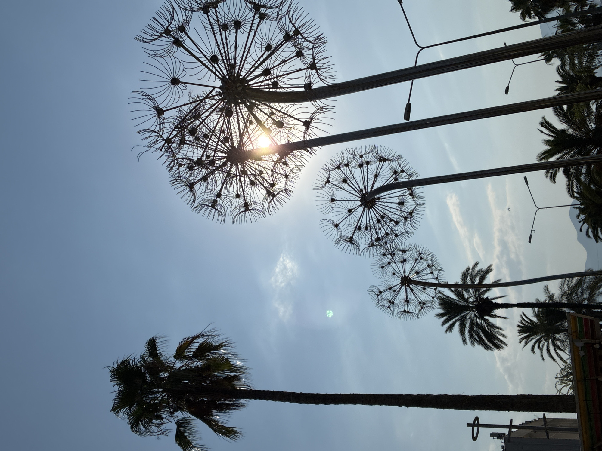 A low-angle shot depicts a bright, clear blue sky with scattered, wispy clouds. In the foreground, silhouetted against the sky, are three large, stylized dandelion sculptures made of metal wire. The sun is positioned directly behind the largest dandelion on the right, with its rays fanning out and creating a lens flare effect. To the left of the sculptures, a tall, slender palm tree stands prominently. In the middle ground, several smaller palm trees are visible, some silhouetted and others with more detail. Streetlights with modern fixtures are also scattered throughout the scene, some behind the dandelion sculptures. In the far background, a mountain range is faintly visible. The overall impression is that of an outdoor public space, likely a park or promenade, given the presence of sculptures and streetlights. While the image doesn't explicitly show Alanya, Turkey, the combination of palm trees, coastal light, and public art installations is consistent with a Mediterranean coastal city.