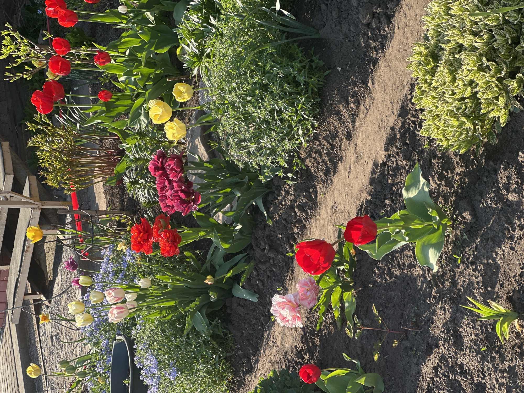 The image shows a flower garden in what is likely a private residence, as there is a fence and wooden structure visible. The flowers are primarily tulips in various colors - red, yellow, pink, white, and maroon. There are also patches of small blue flowers and other green leafy plants. The ground is dark soil, with a dirt path running through the garden. The scene is lit by direct sunlight, casting shadows across the ground. Given the prompt specifies Votkinsk, Russia, it can be inferred that the location is within a residential area of this city. There are no people visible in the image.