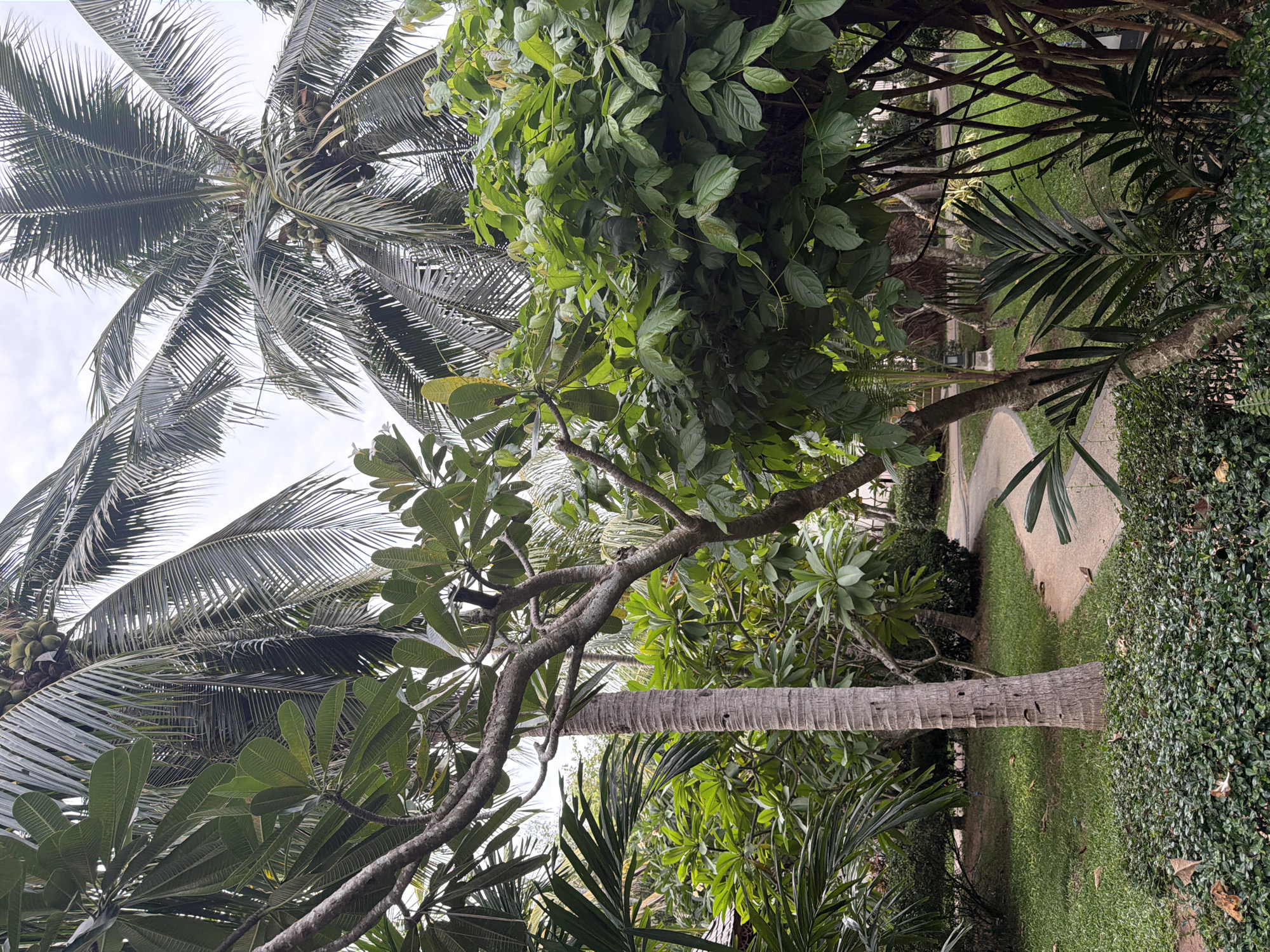 The image depicts a lush tropical garden scene, likely in a resort or park setting in Ko Samui District, Thailand. Dominating the frame are several palm trees, their fronds reaching towards a slightly overcast sky. In the foreground and midground, various types of foliage, including broad-leafed plants and smaller ground cover, create a dense, verdant atmosphere. A winding, light-colored pathway curves through the greenery, suggesting a walking or recreational area. One prominent element is the textured trunk of a palm tree centrally located, exhibiting vertical ridges and some hollows. The overall impression is one of a serene and well-maintained outdoor space, typical of a tropical island destination. There are no people or animals visible in the image.