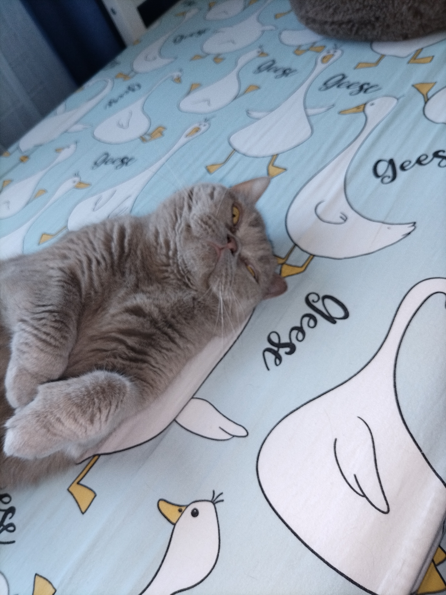 A grey cat is lying on a light blue bedsheet with white geese patterns and the word "Geese" written on it. The cat is in the center of the image, facing left and looking at the camera with its eyes open. The cat's fur is short and grey. The bedsheet has a cartoonish design of geese with yellow beaks and feet. Some of the geese are facing left, while others are facing right. The word "Geese" is written in a cursive font, in black, next to some of the geese. The environment is an indoor setting, likely a bedroom. There is no visible indication of the city or location.