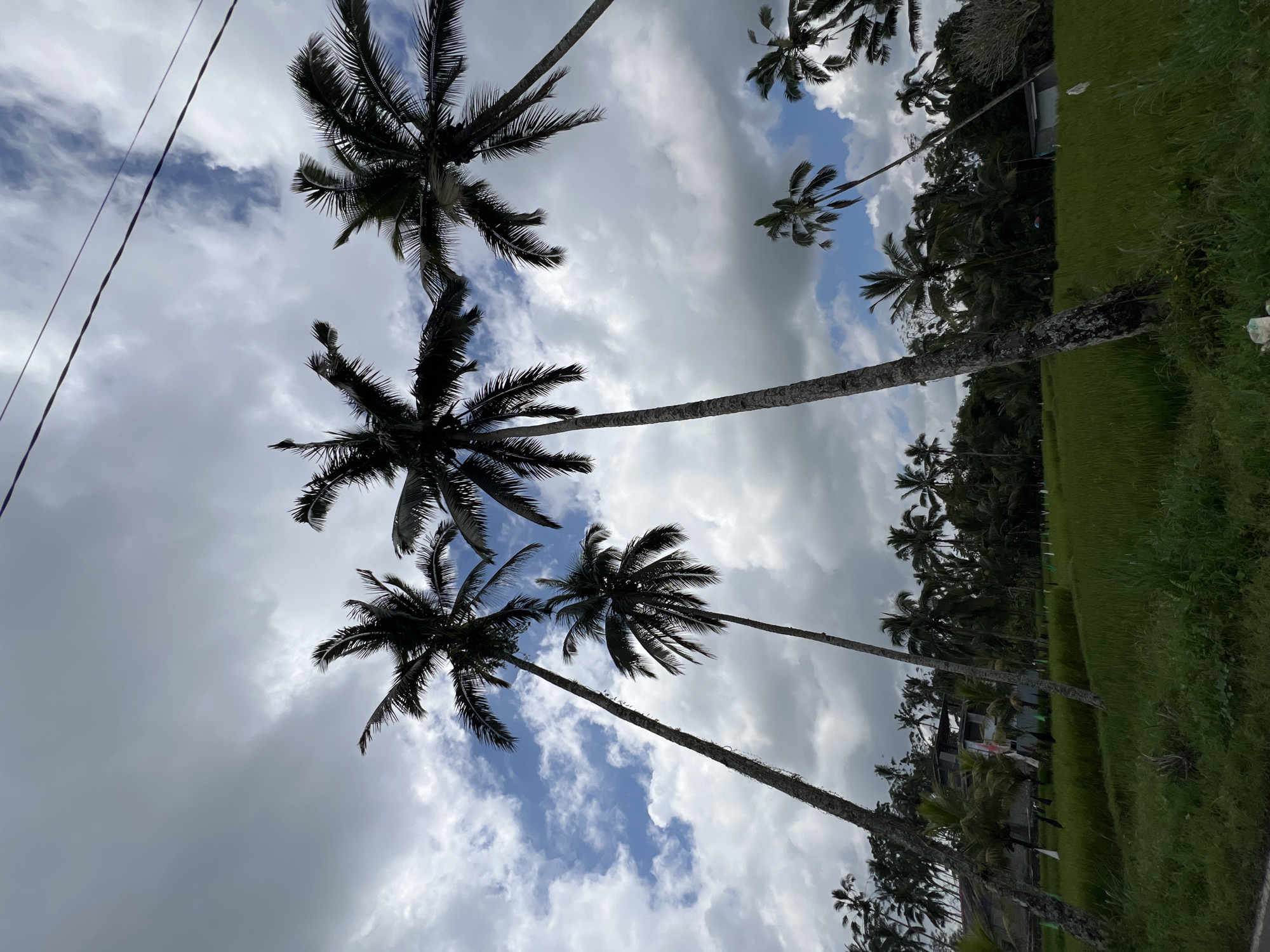 The image depicts a scene in Tegallalang, Indonesia, characterized by tall palm trees against a cloudy sky. The trunks of several palm trees dominate the foreground, extending vertically into the frame, while the sky is a mix of white and gray clouds, with patches of blue visible. A large expanse of green grass and other trees lines the right side of the image, and some buildings are partially visible at the bottom of the frame. Power lines extend across the top left corner.