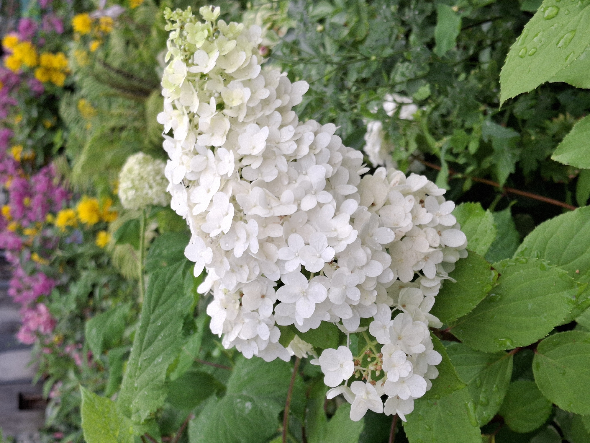 A close-up, eye-level shot captures a cluster of white hydrangea flowers, some still tinged with green, on a leafy green bush. Water droplets dot the petals and leaves, indicating recent rain. The flowers are the main subject, filling the center of the frame. In the blurred background, hints of other colorful flowers—pinks, yellows, and purples—suggest a garden setting. The overall impression is of a vibrant, natural scene, likely in a park or private garden in Chaikovsky, Russia, after a rain shower. No people are visible in the image.