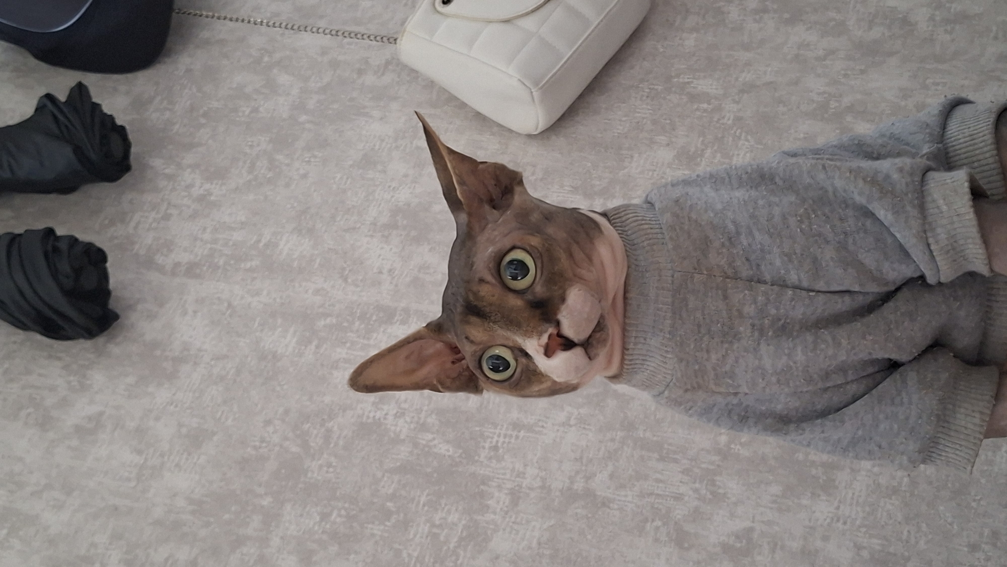 A close-up, eye-level, full-body studio portrait shows a Sphynx cat wearing a gray sweater. The cat has large, round, green eyes and prominent ears. The background is a light gray textured wall. To the right of the cat, a white quilted handbag with a chain strap is visible. In the upper portion of the image, two dark, folded items are hanging on the wall, one appearing to be a dark handbag or scarf, and another resembling a crumpled black fabric. The lighting is even and the image is in focus. This scene is not indicative of a specific location in the city of Myadzyel, Belarus.
