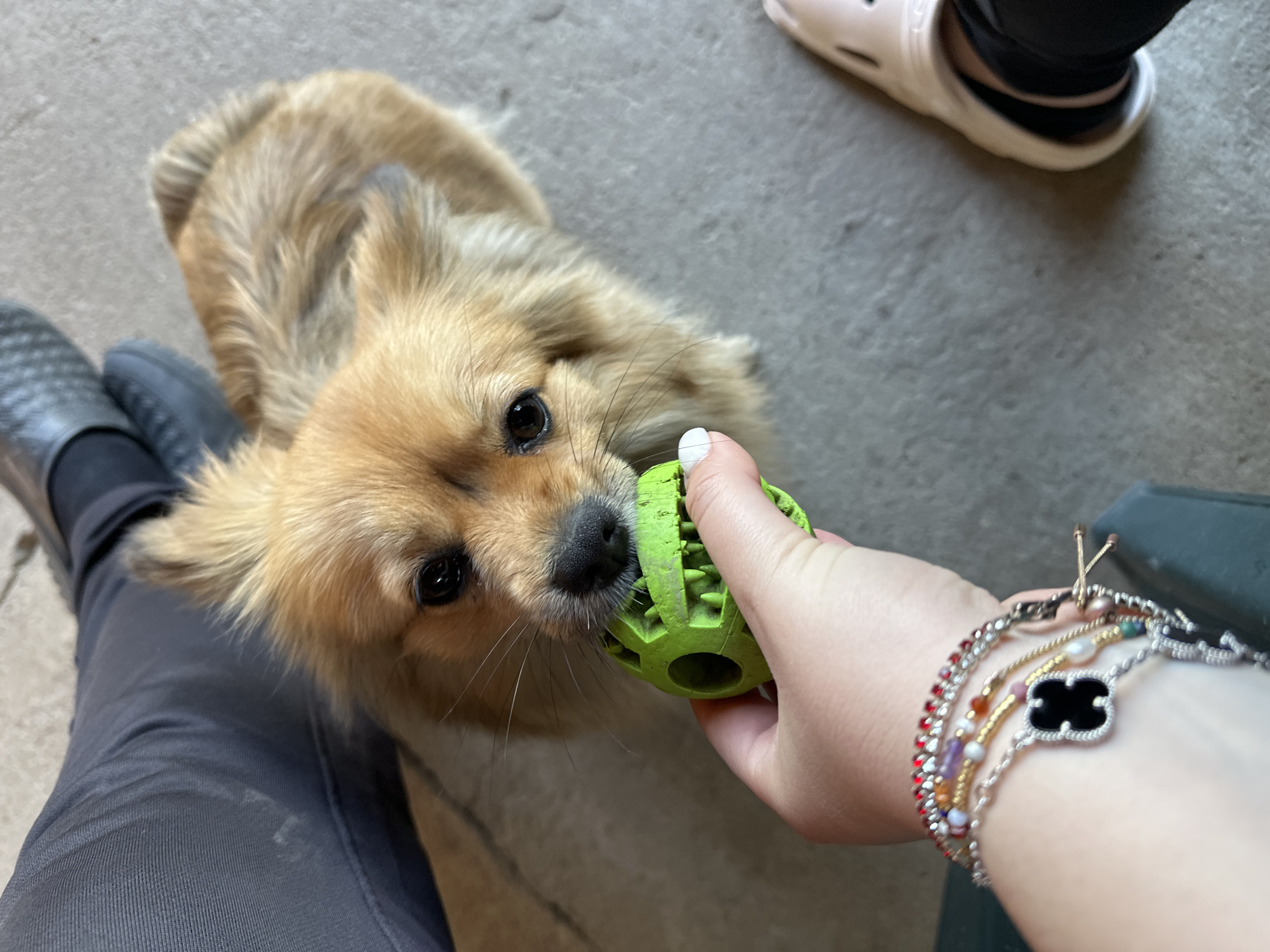 A tan, medium-sized dog with fluffy fur is playing with a green, textured ball held by a person. The dog is looking up at the camera with dark eyes. The person is wearing several bracelets on their left wrist, including one with red beads and another with a black clover-shaped charm. The person is wearing gray pants and a dark gray shoe is visible. Part of a white clog can be seen in the upper right of the frame. The scene is likely indoors on a gray, concrete-like floor. The city and country (Manole, Bulgaria) is not discernible from the image.