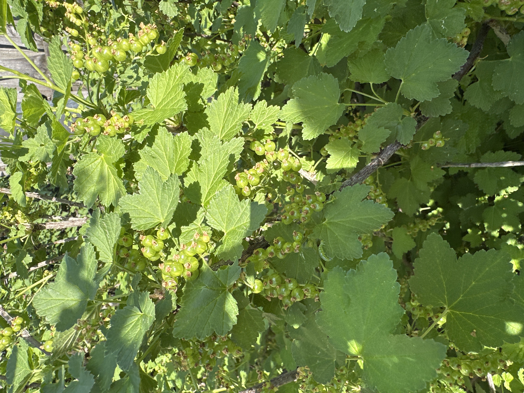 The image shows a close-up view of a plant with green leaves and clusters of small, round, green berries. The leaves are lobed with serrated edges. The berries are attached to the branches in groups. The overall scene is brightly lit, with sunlight casting shadows across the leaves and berries. Some branches are visible amongst the leaves and berries. The location and city are unknown.