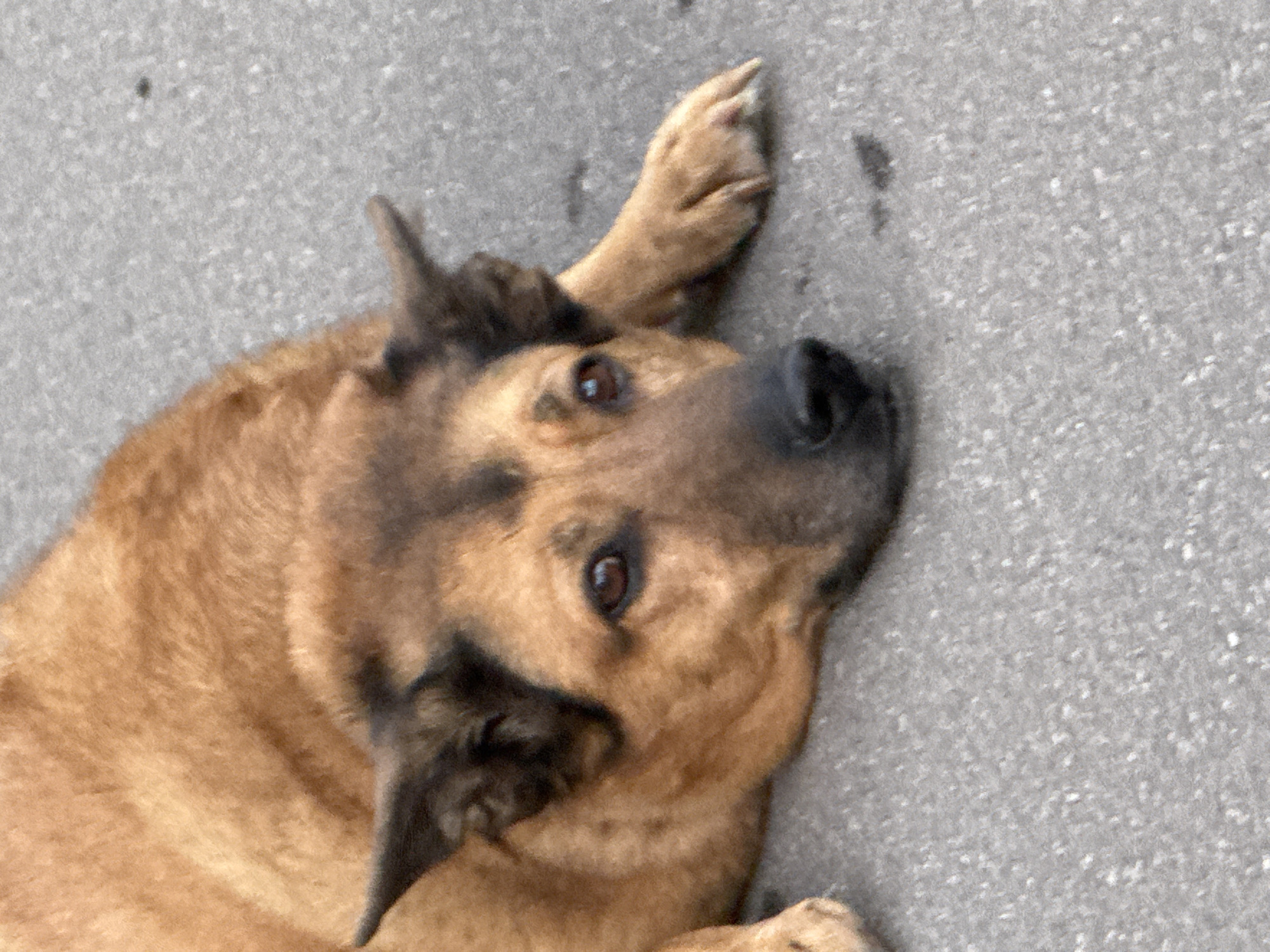 A German Shepherd dog is lying on asphalt. The dog is tan and black with floppy ears. The dog's head is turned to the right and its eyes are looking forward. The dog's paws are extended in front of it. The asphalt is gray and rough. There is no indication of the dog's location being in Zelenograd, Russia.