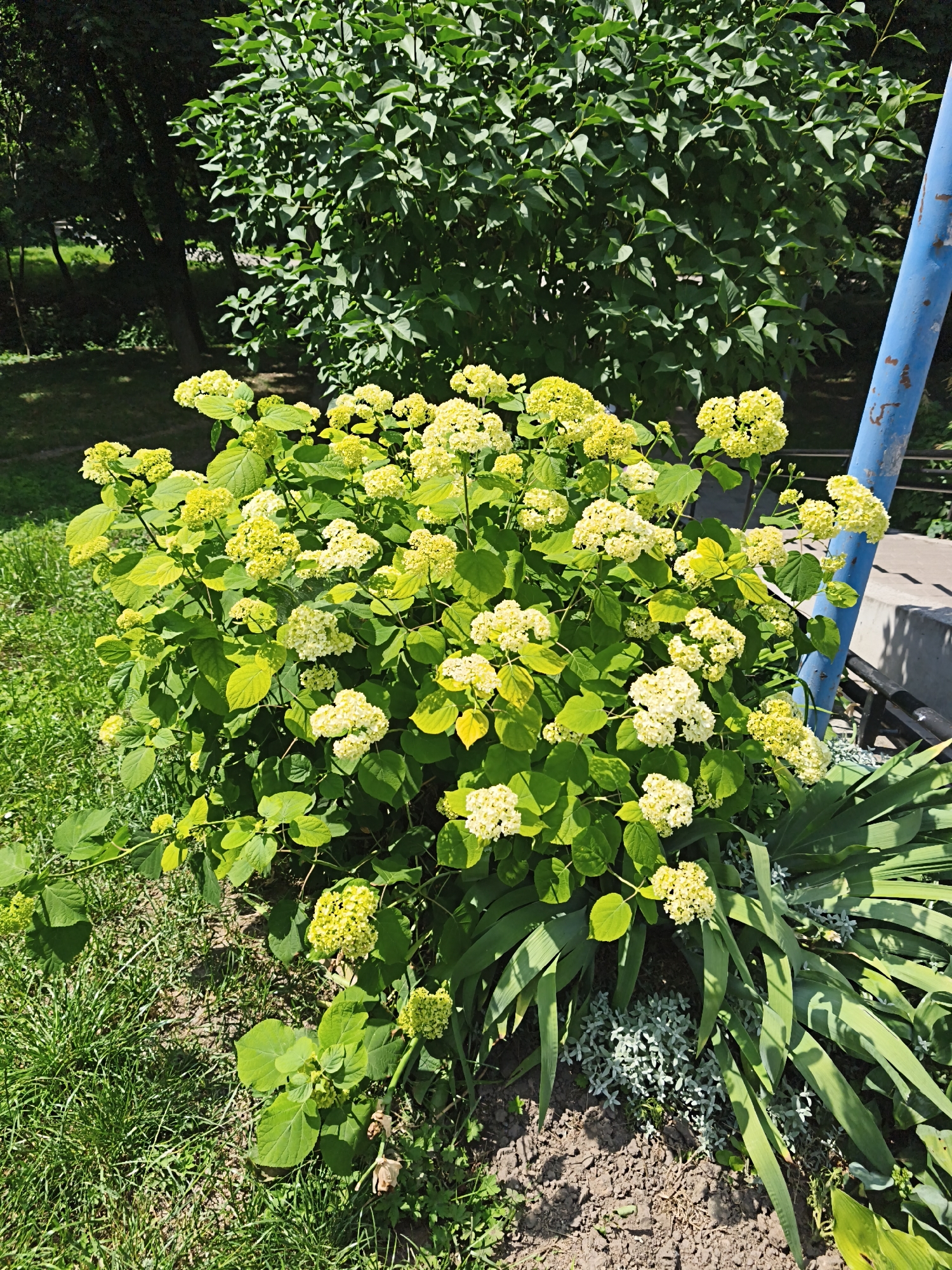 In Ternopil, Ukraine, a lush green bush with clusters of pale yellow hydrangea flowers is illuminated by bright sunlight. The bush is positioned in front of a larger, denser green tree, creating a layered effect of foliage. To the right of the hydrangea, a thick, textured blue pole stands upright, partially obscuring the background. The ground around the bush is a mix of dry, dark soil, scattered green grass, and some low-lying silver-gray foliage. Long, pointed green leaves from another plant are visible in the foreground on the right side of the image, adding to the diverse plant life. The overall scene depicts a vibrant garden or park setting on a sunny day.
