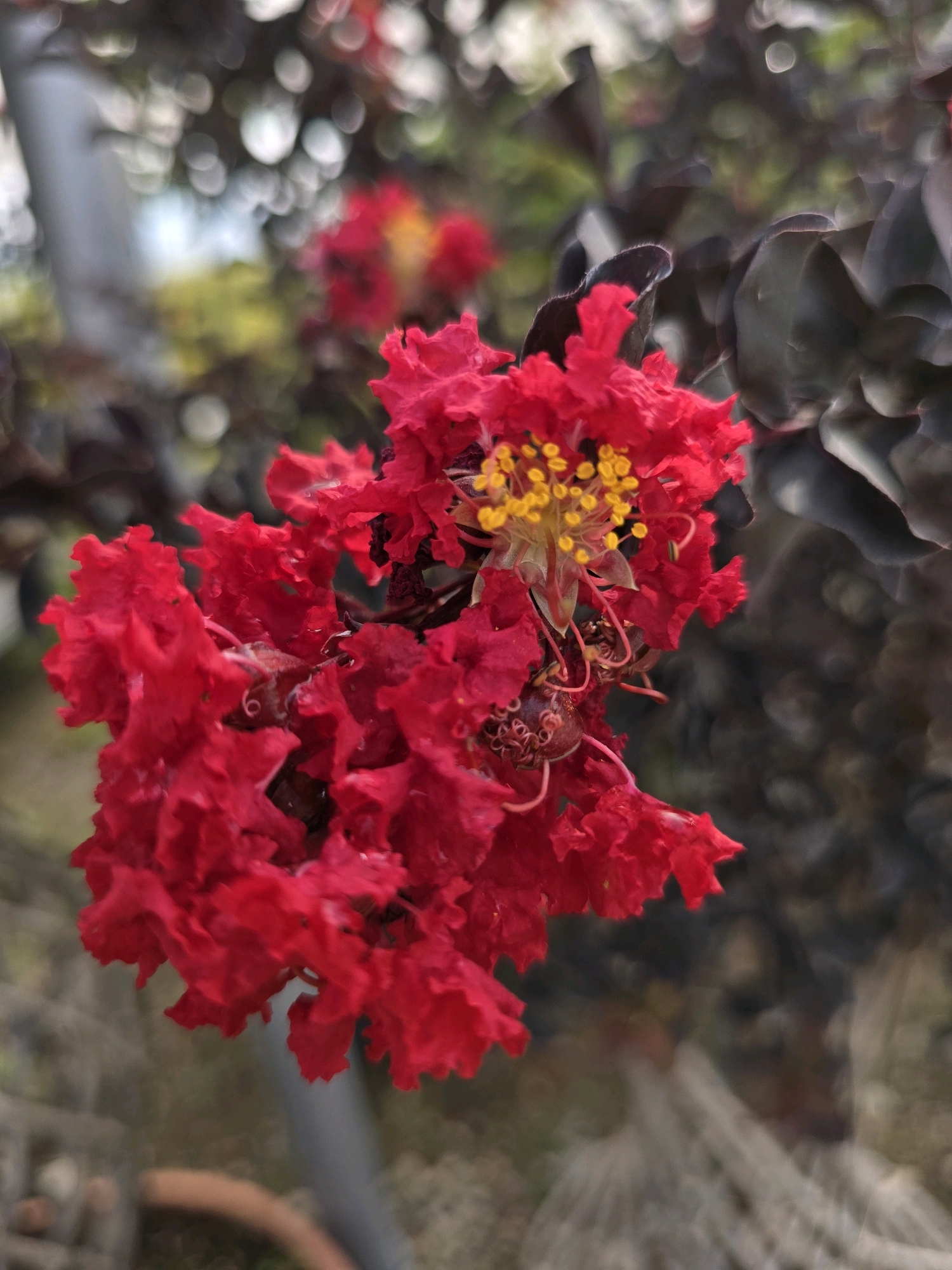 A macro photograph captures a cluster of vibrant red crepe myrtle flowers in sharp focus against a blurred background of foliage and possibly a tree trunk. The delicate, crinkled petals of the flowers are a deep crimson, and their centers are adorned with a bright yellow stamen cluster. Some of the flowers appear to be in full bloom, while others are still forming. The background is a soft bokeh of greens, grays, and whites, suggesting an outdoor setting, likely a garden or park in Podgorica, Montenegro, during the blooming season. The lighting is natural, highlighting the texture and color of the flowers. No people or specific urban features are discernible, emphasizing the botanical subject.