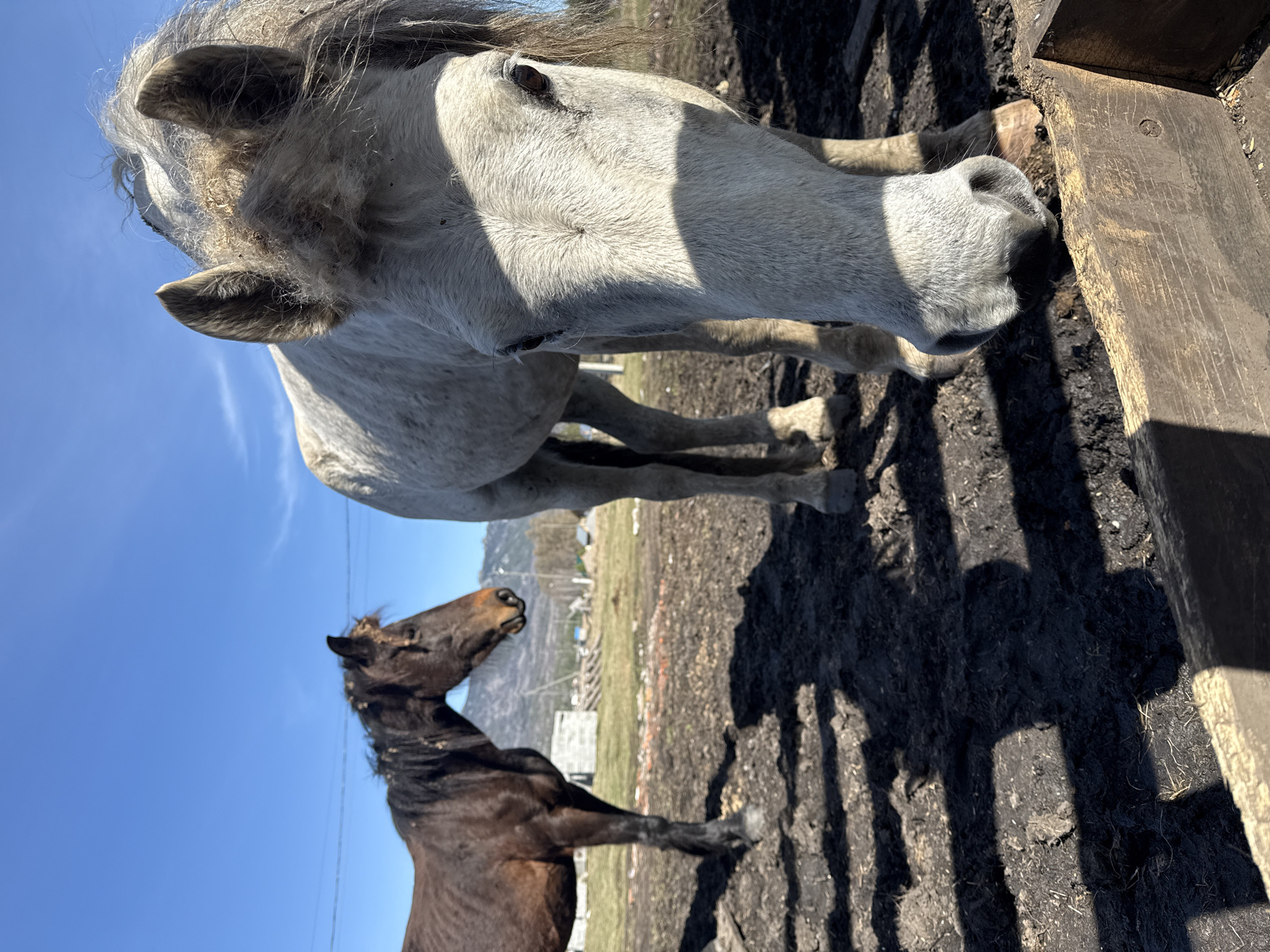 The image, set in Tyulyuk, Russia, features two horses captured under a bright, clear blue sky. In the foreground on the right, a light-colored (grey or white) horse is prominent, with its head and neck close to the camera, angled downwards towards a wooden trough or feeder on the ground. Its thick coat appears somewhat matted, particularly around the ears and mane, with visible strands of hair and some debris. Its dark eyes are partially visible, and its muzzle is dark. Strong sunlight casts distinct, elongated shadows of the horse and possibly a fence onto the dark, muddy ground, indicating a sunny day.
Further back and to the left, a darker brown or black horse stands, partially visible and slightly less in focus. It looks upwards and to the right. The ground beneath the horses is uneven, a mix of dark mud and sparse dry vegetation. In the distant background, rolling mountains rise under the clear sky, with scattered, small rural buildings and faint outlines of structures, suggesting a remote, natural setting. The overall perspective is from a low angle, looking up at the horses against the vast expanse of the sky. There is no visible text in the image.