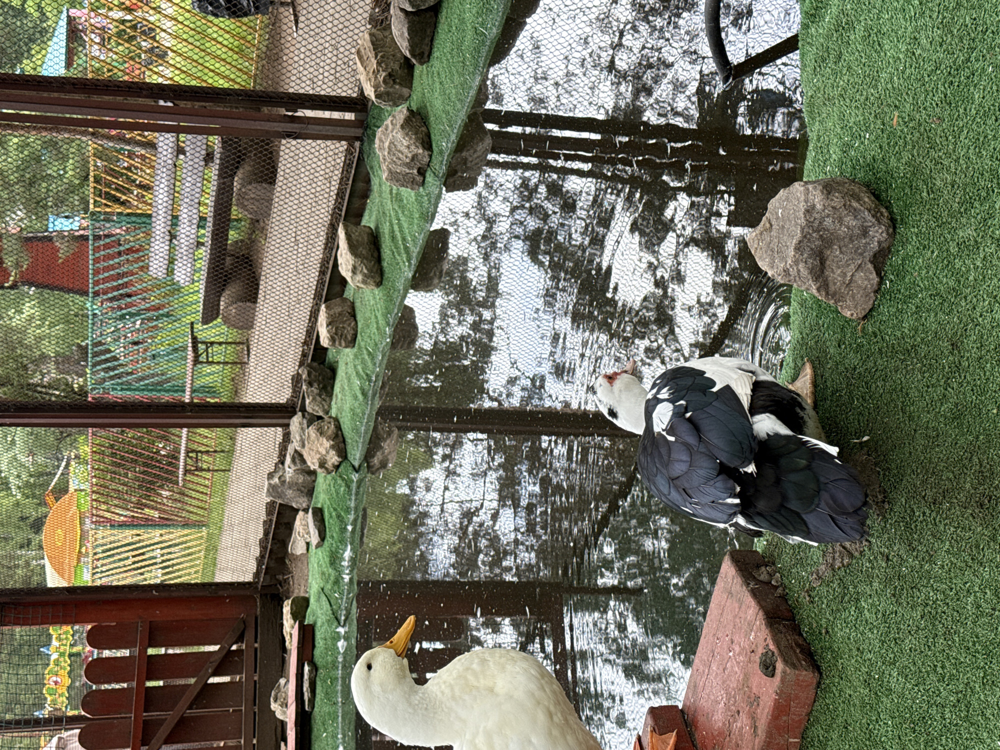 This image, captured in Chaikovsky, Russia, depicts an outdoor animal enclosure, likely within a park or zoo setting. In the foreground, two ducks are positioned near a shallow pond. On the left, a large white duck with an orange beak stands on a red wooden platform at the edge of the pond, facing right. To its right and slightly behind, a black and white Muscovy duck is partially visible from the rear, standing on artificial green turf at the pond's edge, facing away from the viewer. The pond's surface reflects the sky and parts of the surrounding fence.
The immediate ground around the pond consists of artificial green turf, bordered by multiple irregularly shaped natural rocks. A red wooden fence section, indicative of a rustic animal enclosure, is visible on the left side of the frame. Beyond this, a robust chain-link fence separates the animal area from a public park. Through the chain-link fence, various elements of the park are visible: a dark wooden bench with circular concrete supports is centrally located, and a small wooden table stands to its left. Further in the background, colorful playground structures, including a bright orange domed roof and multi-colored fences, are discernible, suggesting a children's play area. The overall environment is illuminated by natural daylight, casting subtle reflections on the pond's surface.