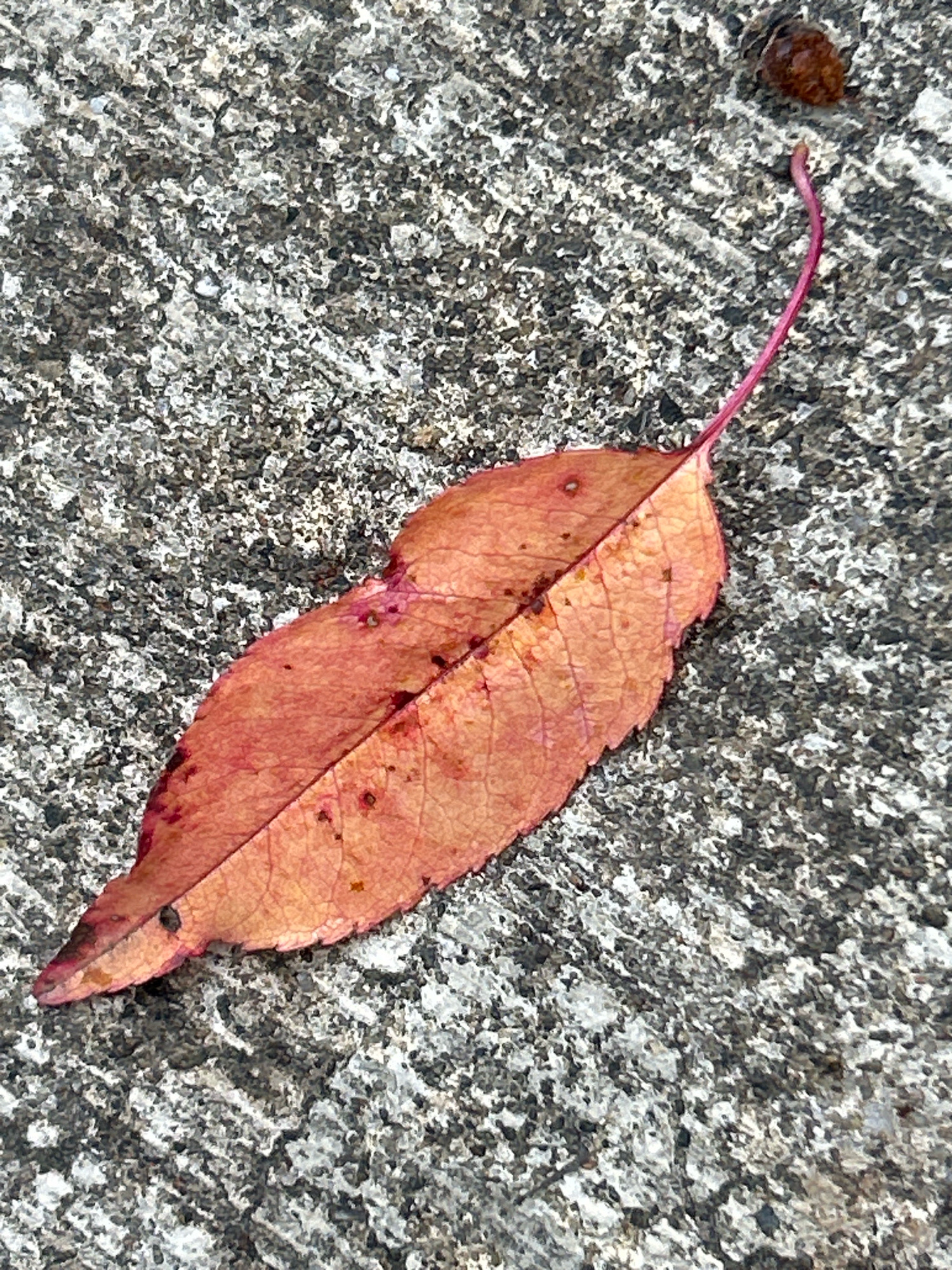 A single, reddish-orange leaf with visible veins lies diagonally on a textured, gray concrete surface. The leaf's stem is a bright pink and curves upward towards the top right corner of the image. A small, dark brown, acorn-like object is situated just above and to the right of the leaf's stem. The concrete surface appears rough and speckled with varying shades of gray and white.